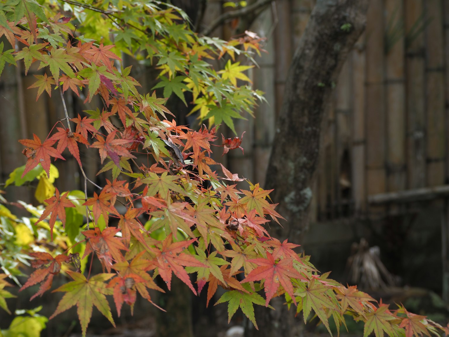 Daun maple yang cerah dalam nuansa merah dan hijau di latar belakang bambu