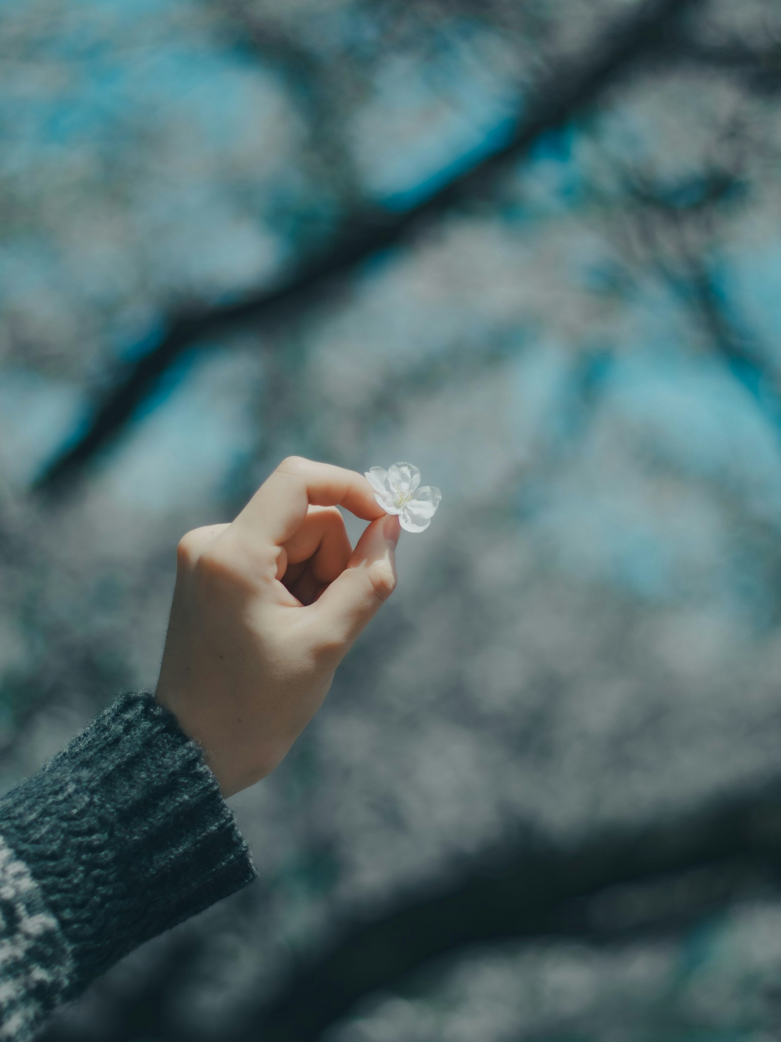 一個人手持櫻花花瓣，背景是模糊的櫻花樹