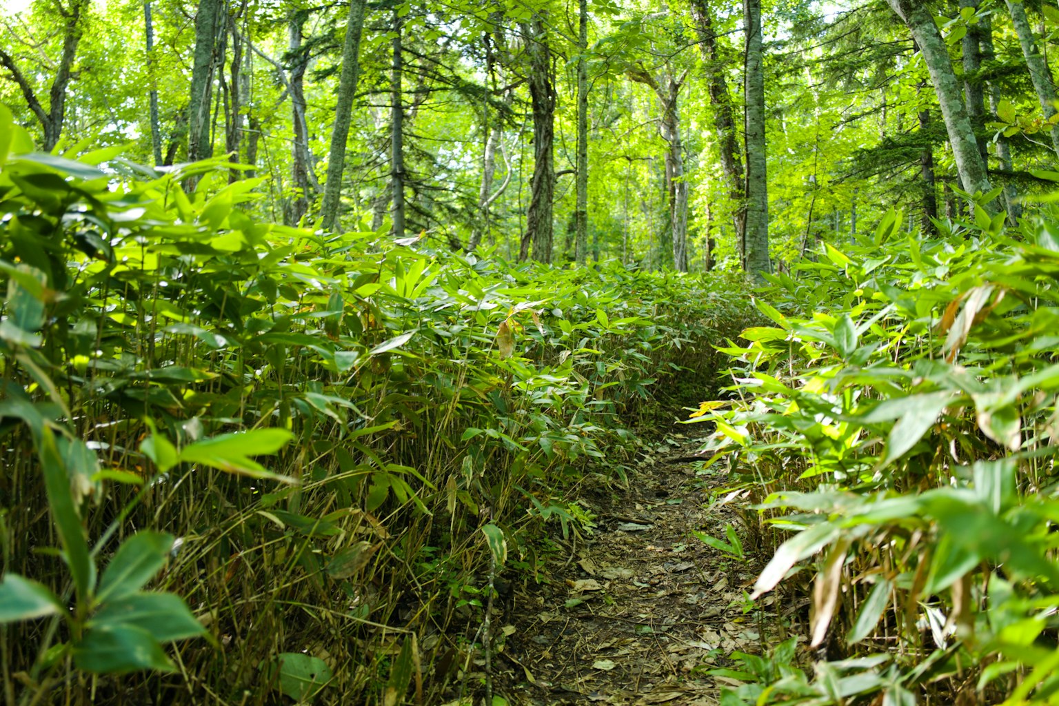 Jalan sempit yang membentang melalui hutan hijau lebat yang dikelilingi pohon-pohon