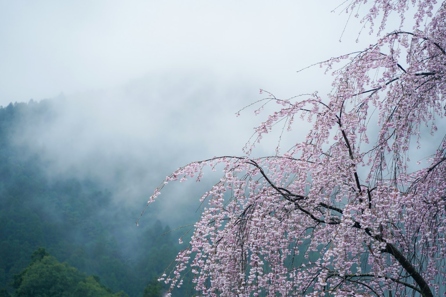 Bunga sakura dalam kabut dengan gunung di latar belakang