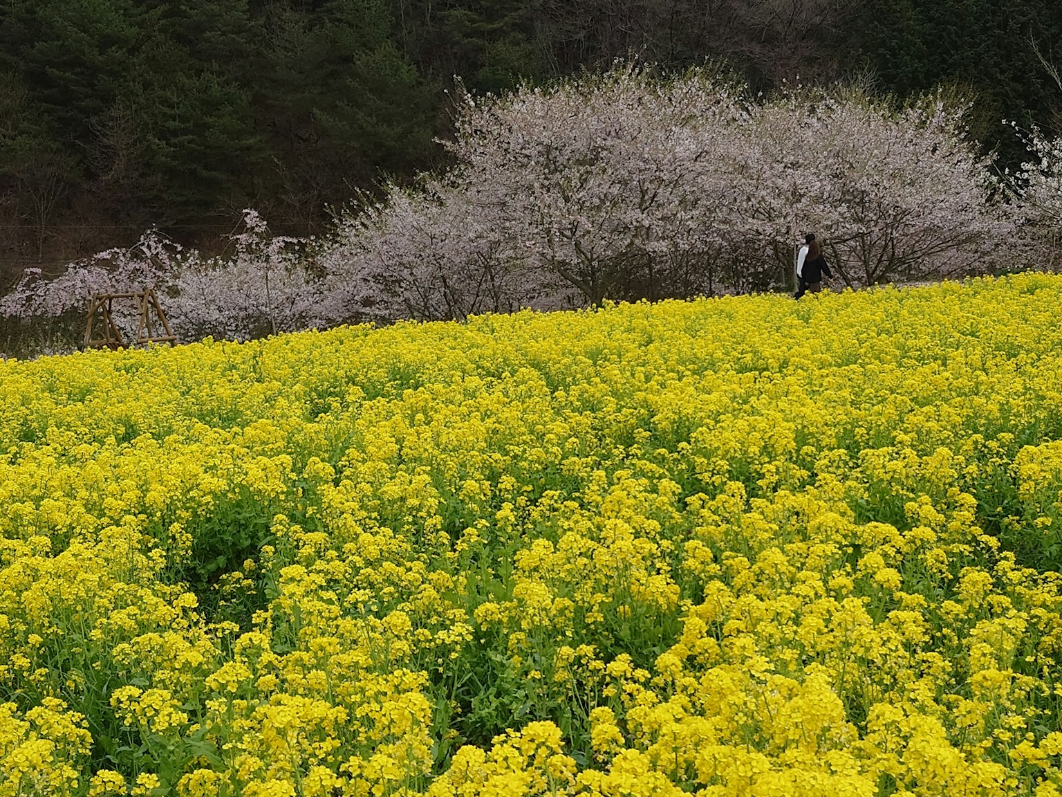 Un champ vibrant de fleurs de colza jaunes avec des cerisiers en fleurs en arrière-plan