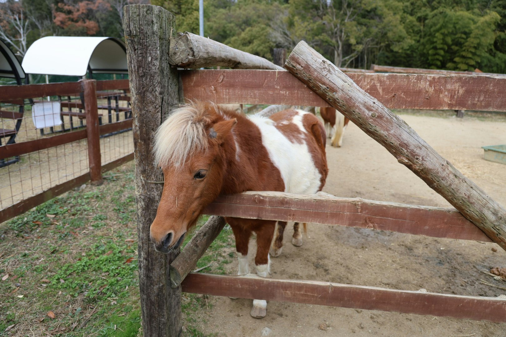 柵のある小屋で草を食べる茶白の子馬