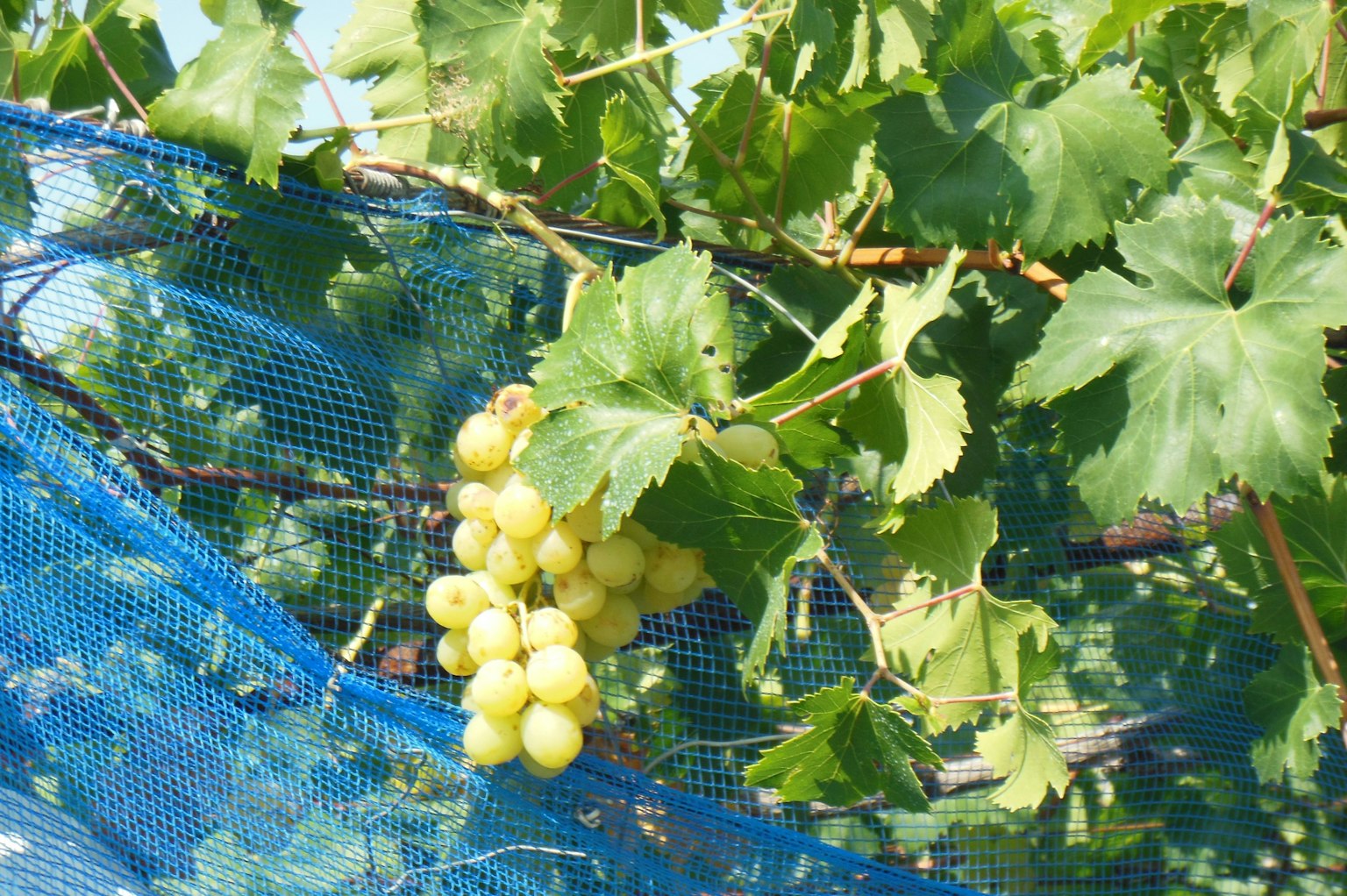 Grappes de raisin blanc recouvertes d'un filet bleu avec des feuilles vertes