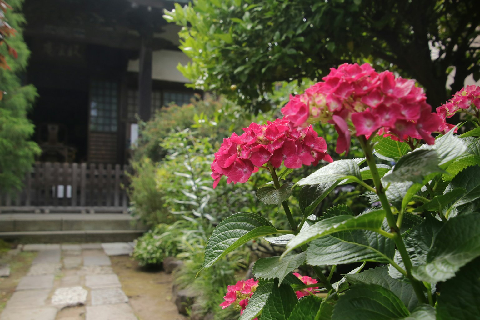 De belles hortensias fleurissent dans un jardin avec un vieux bâtiment en arrière-plan
