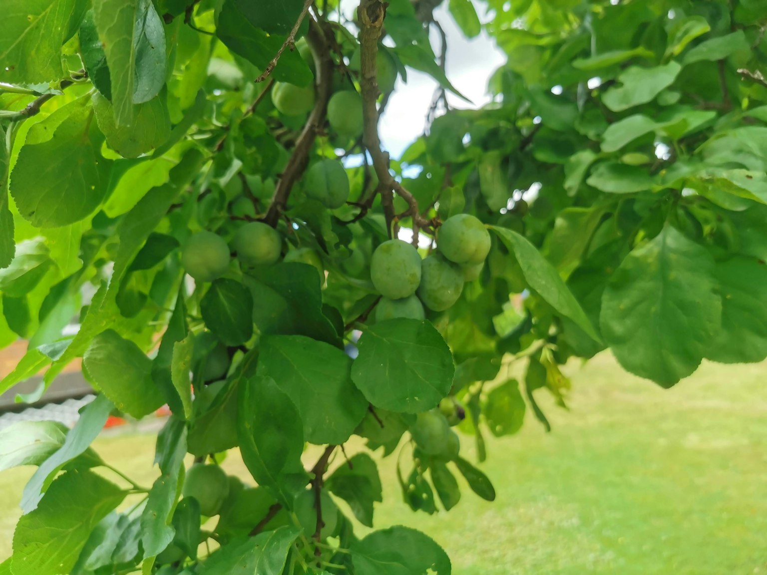 Buah-buah mentah menggantung dari cabang yang tertutup daun hijau