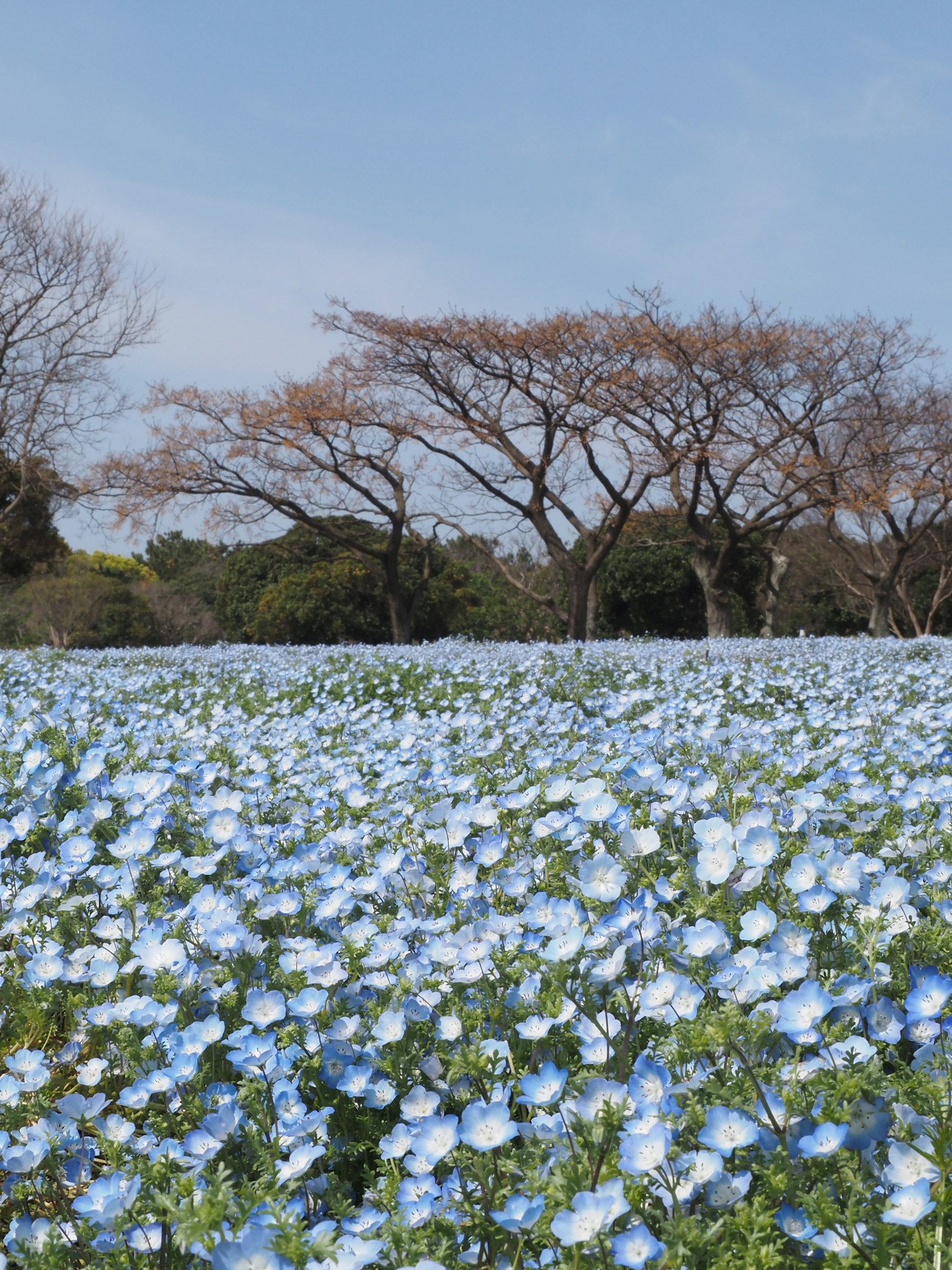 Weites Feld mit blauen Blumen und Bäumen im Hintergrund