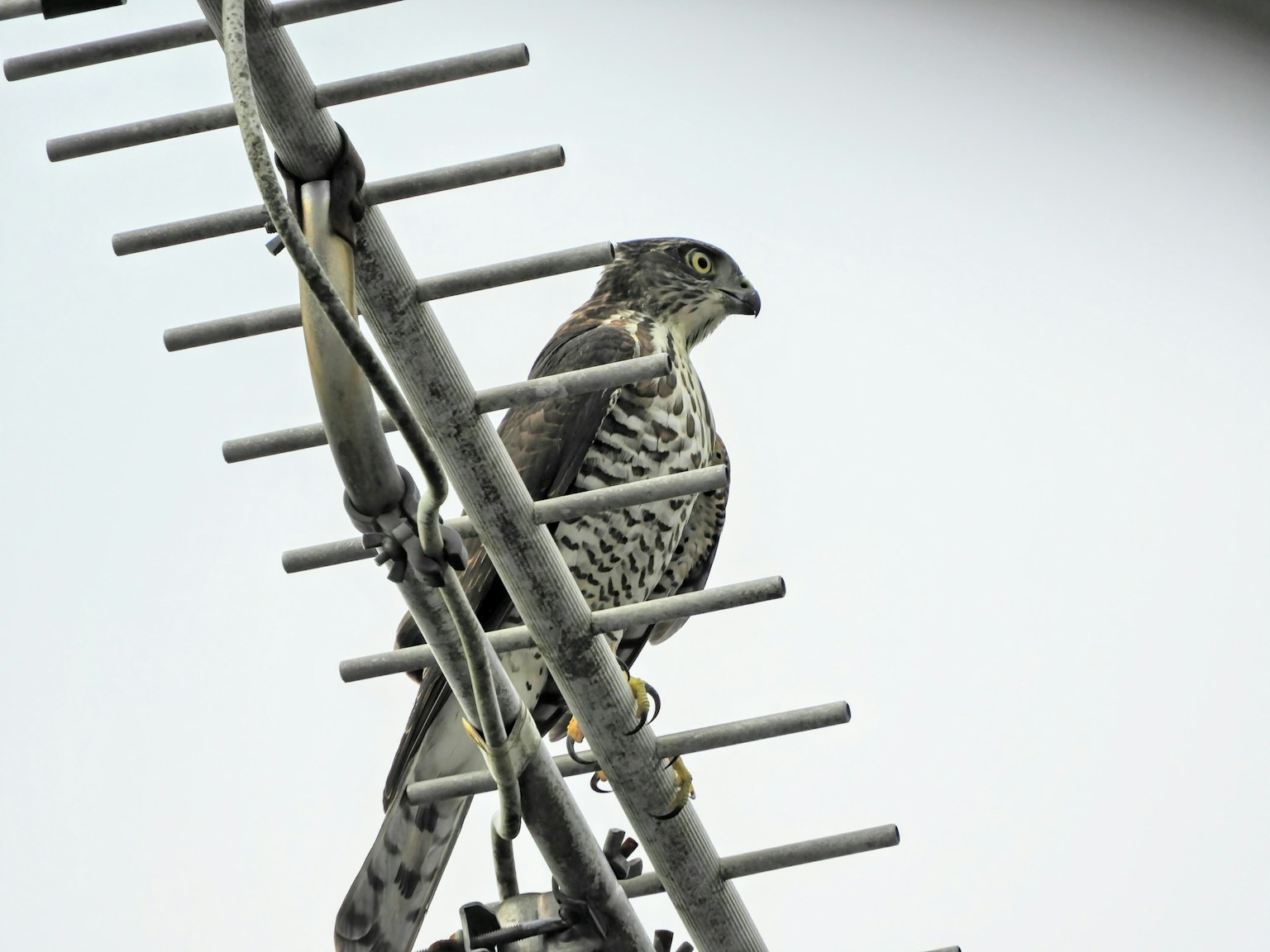 Immagine di un falco appollaiato su un'antenna