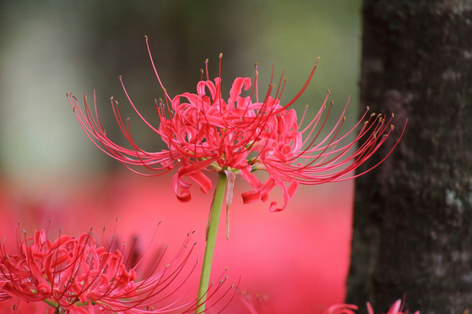 Vibrant red spider lily flowers blooming in a natural setting