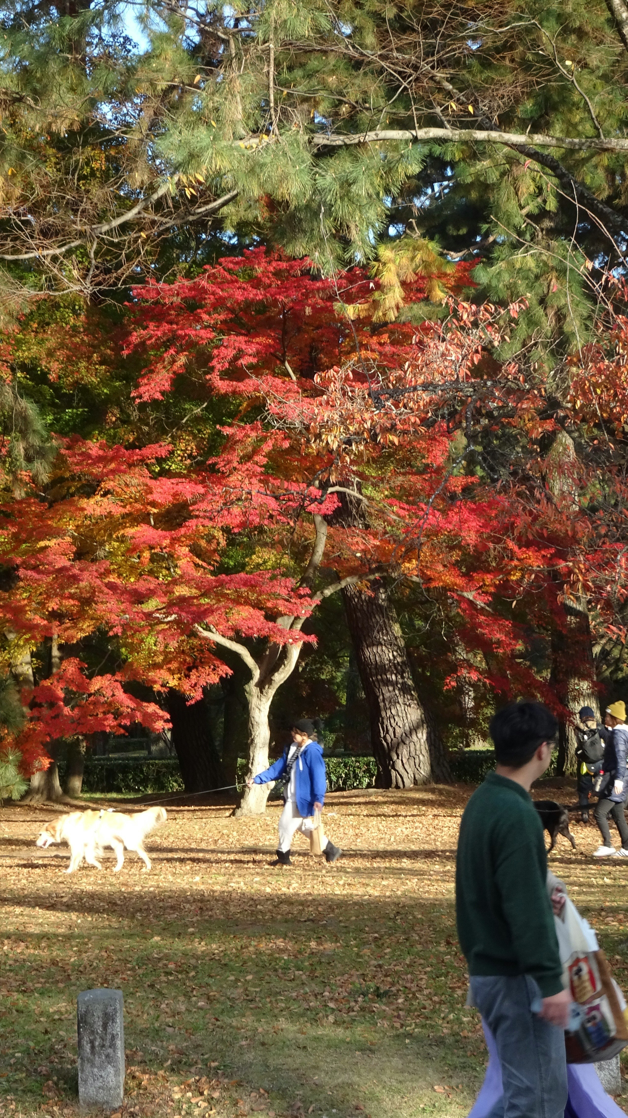 秋の京都御所の庭で紅葉の木々と散策する人々