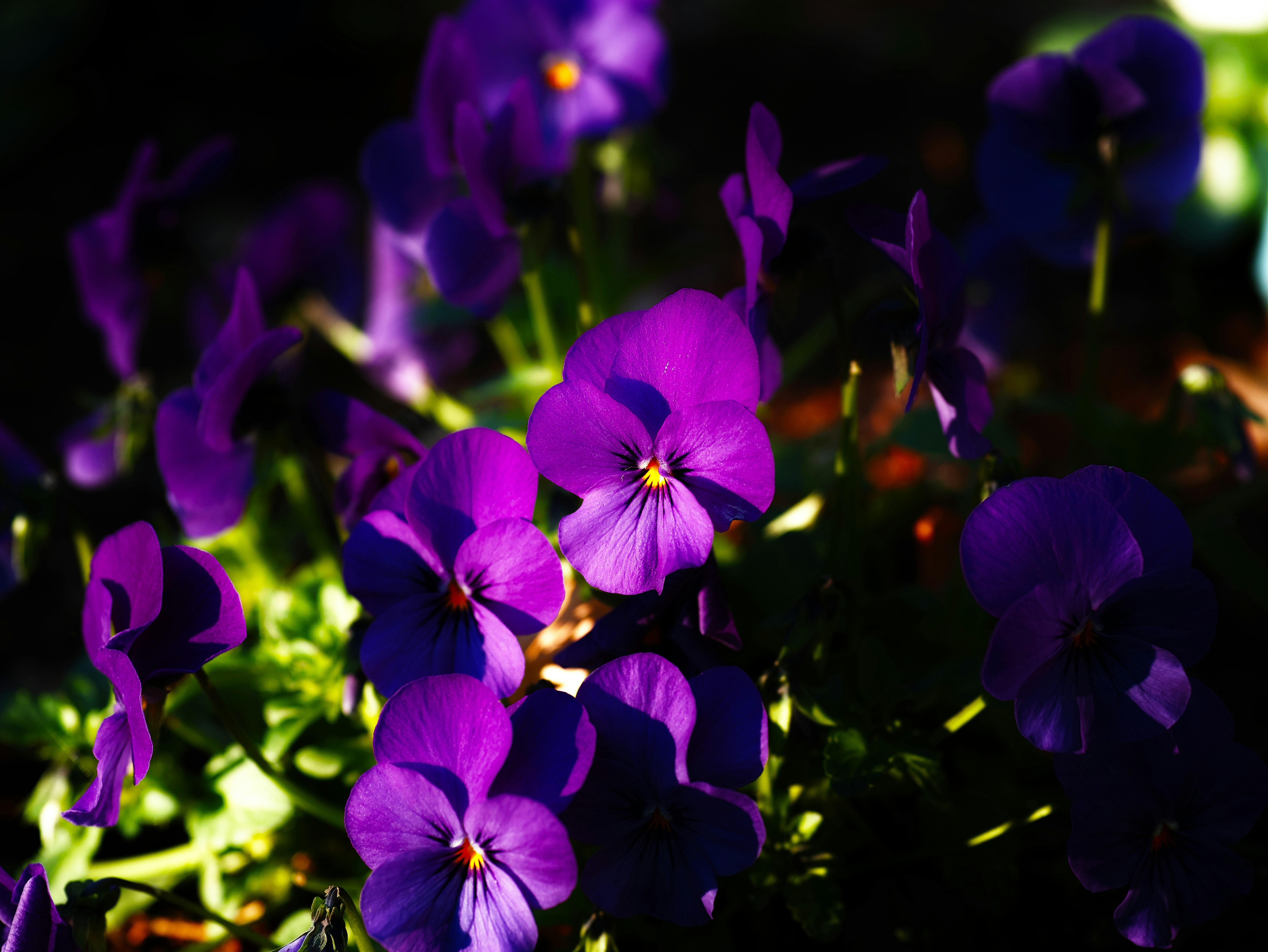 紫のパンジーの花が咲くクローズアップ