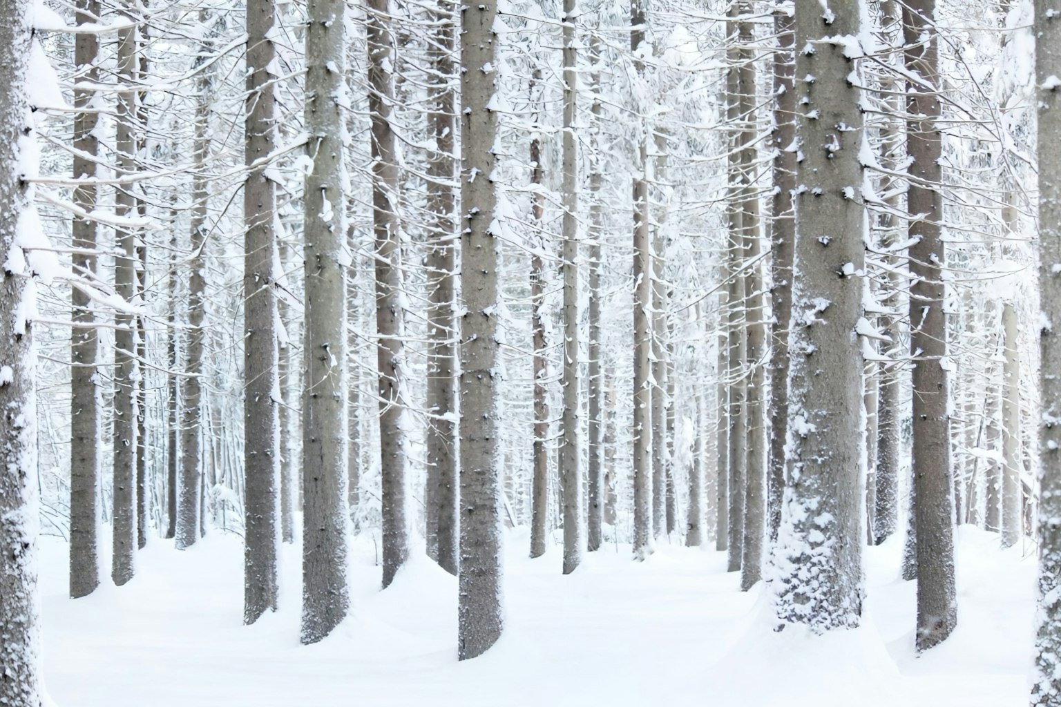 雪に覆われた森の景色で白い木々が立ち並ぶ