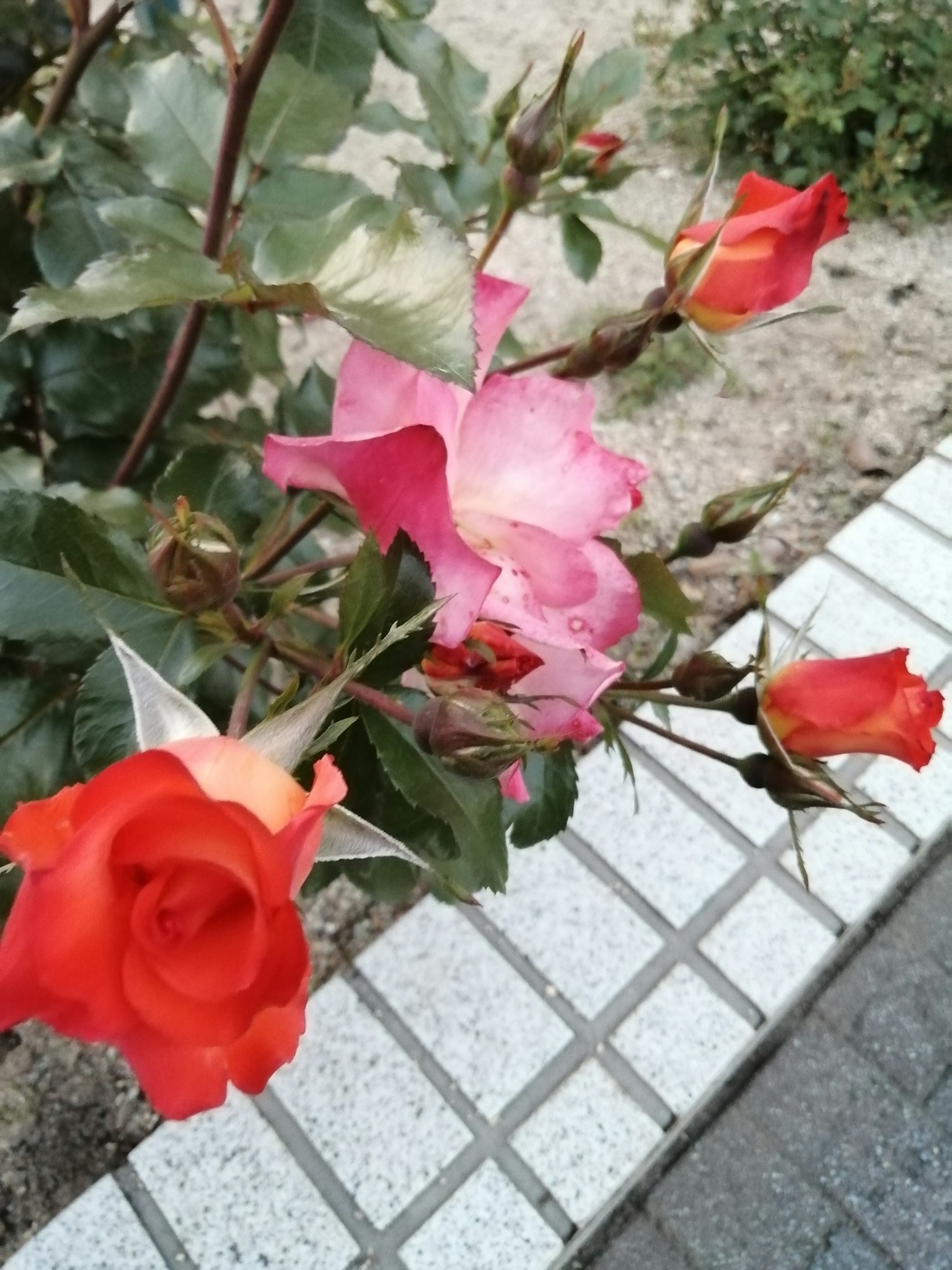一個花園場景，盛開的紅色和粉色玫瑰