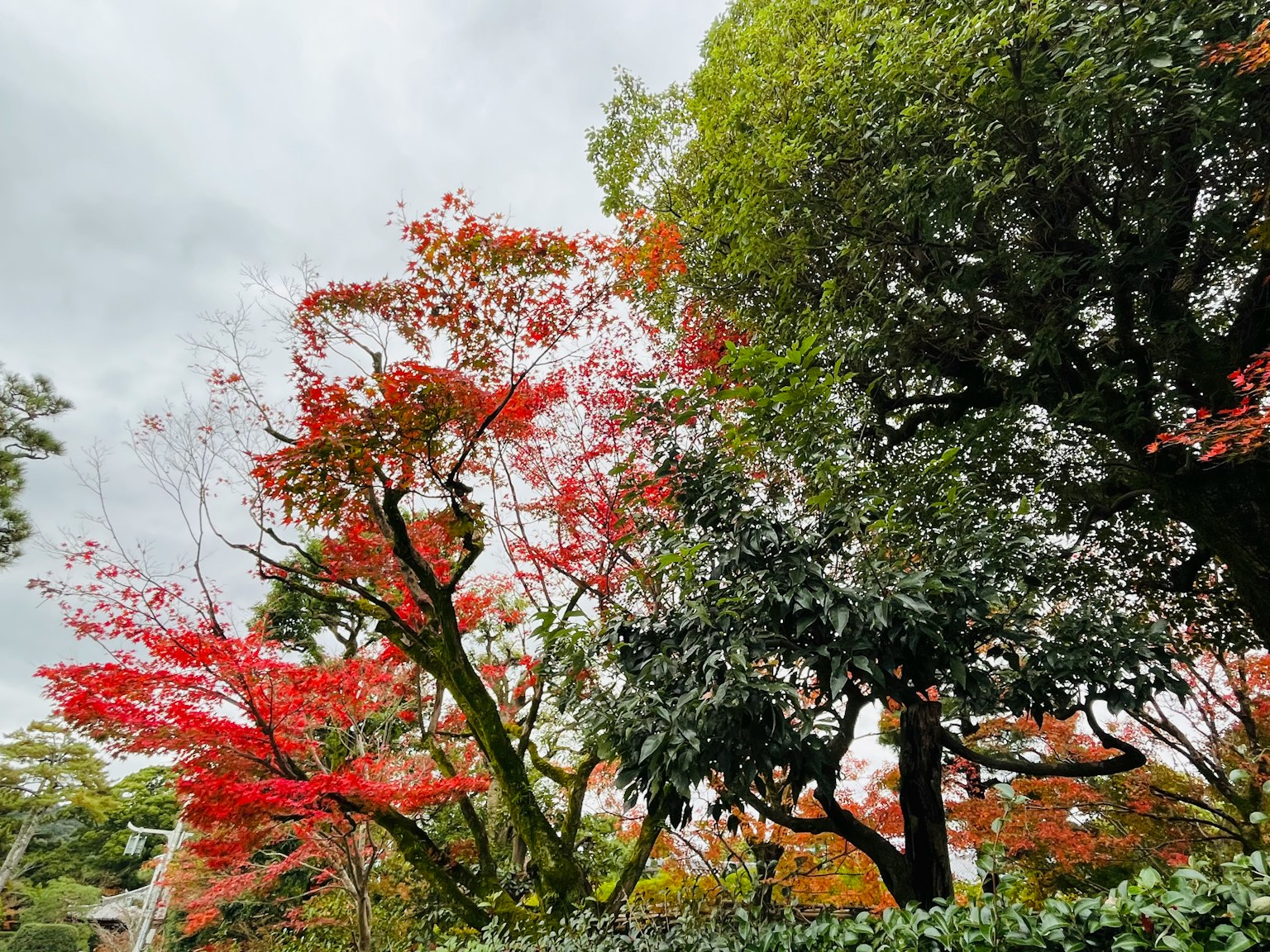 Foliage automnal coloré avec des arbres affichant des feuilles rouges et vertes