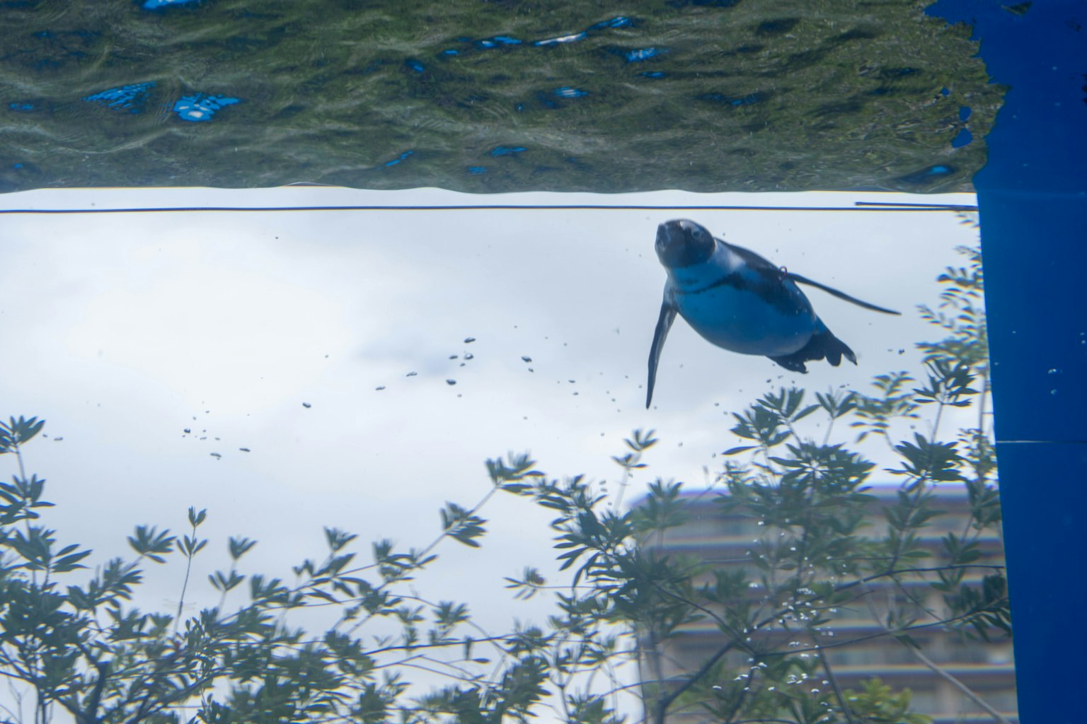 Imagen de un pingüino nadando bajo el agua visto desde arriba con agua azul y reflejos de plantas