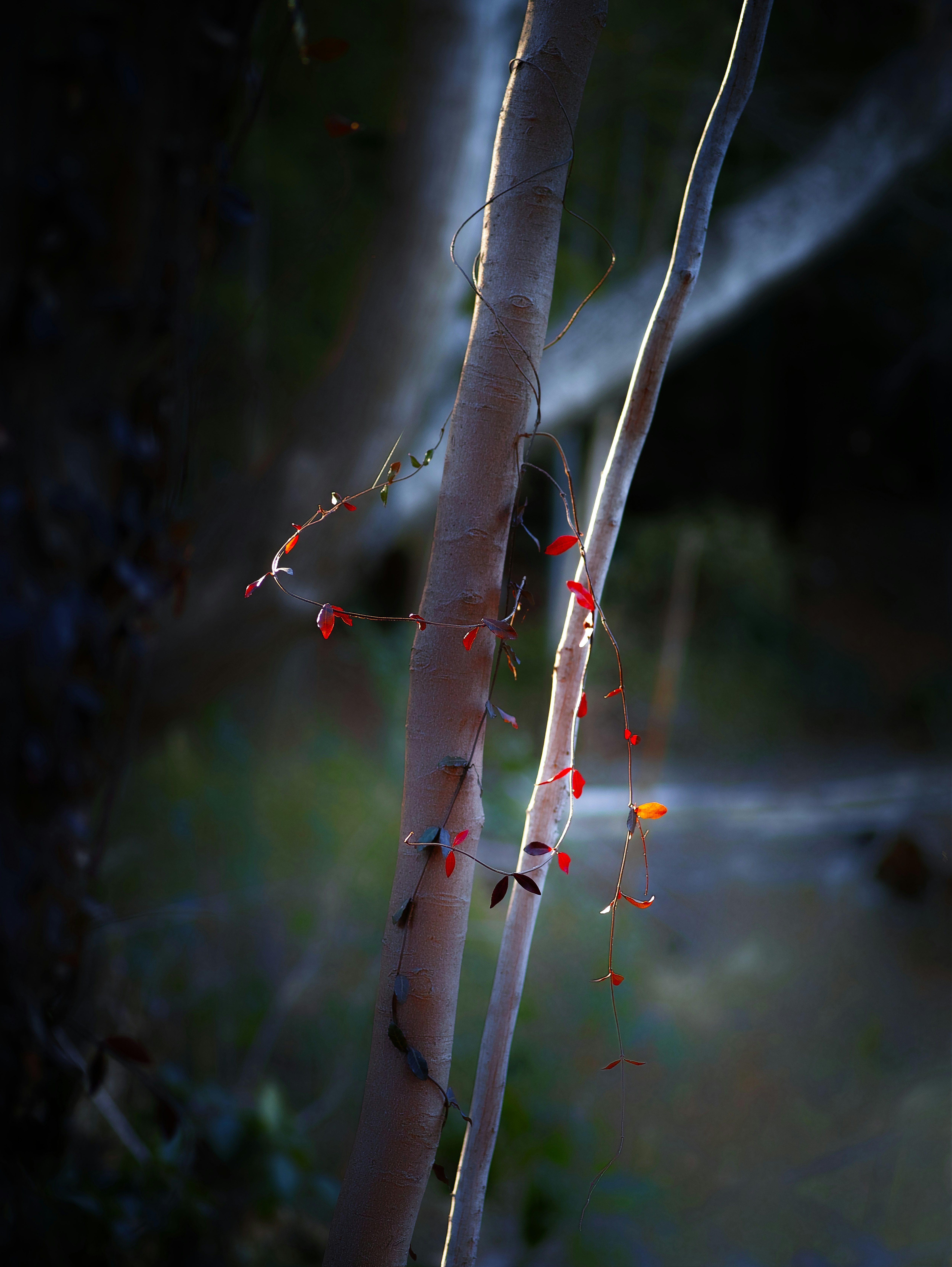 Scène nocturne avec des tiges de bambou enveloppées de rubans rouges et de petits ornements