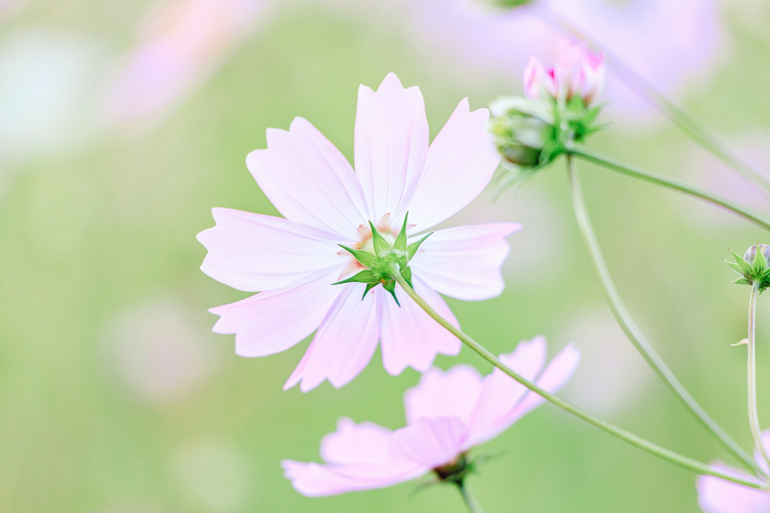 Flor de cosmos rosa delicada contra un suave fondo verde