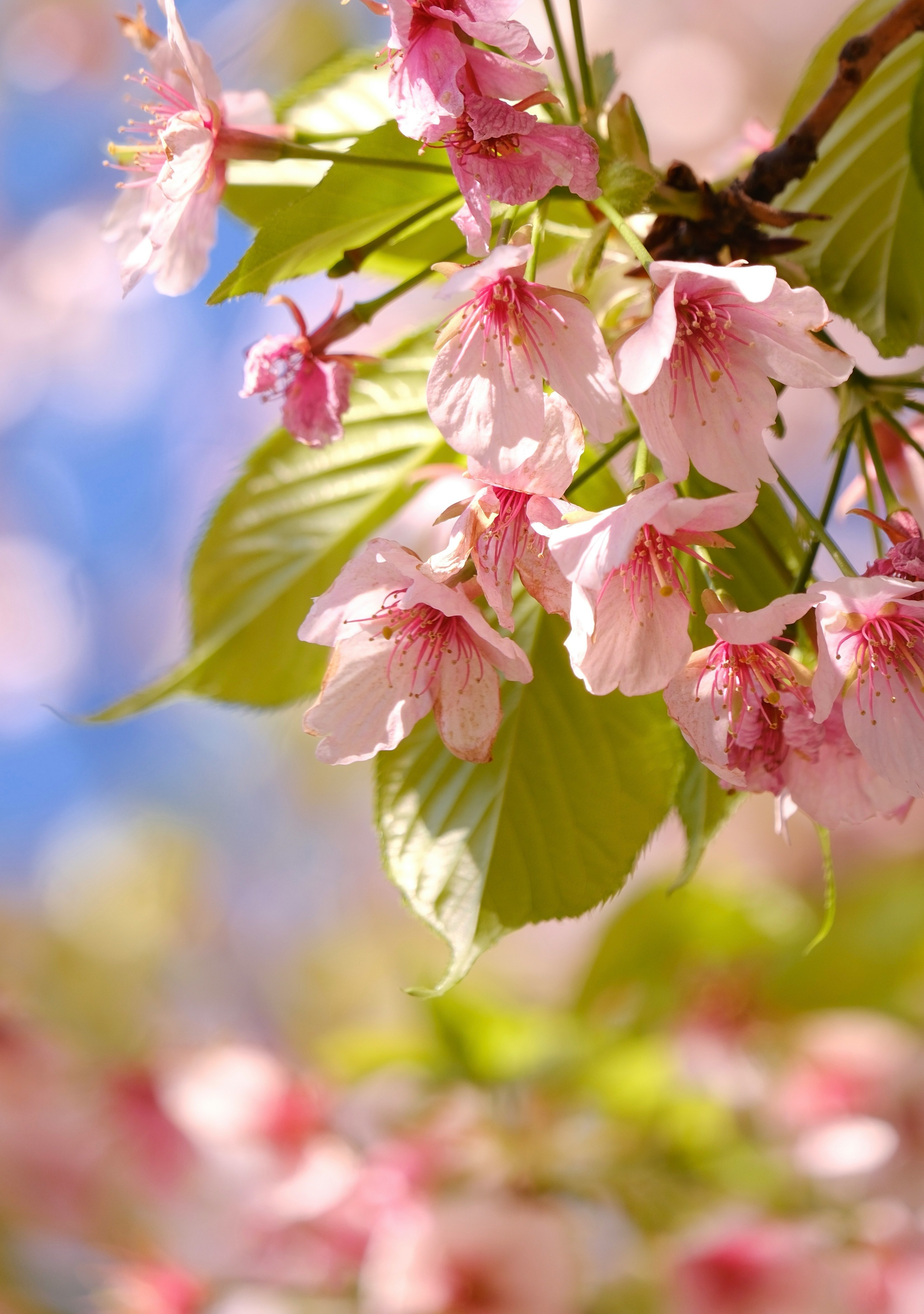 玉縄桜の花と葉のボケ背景