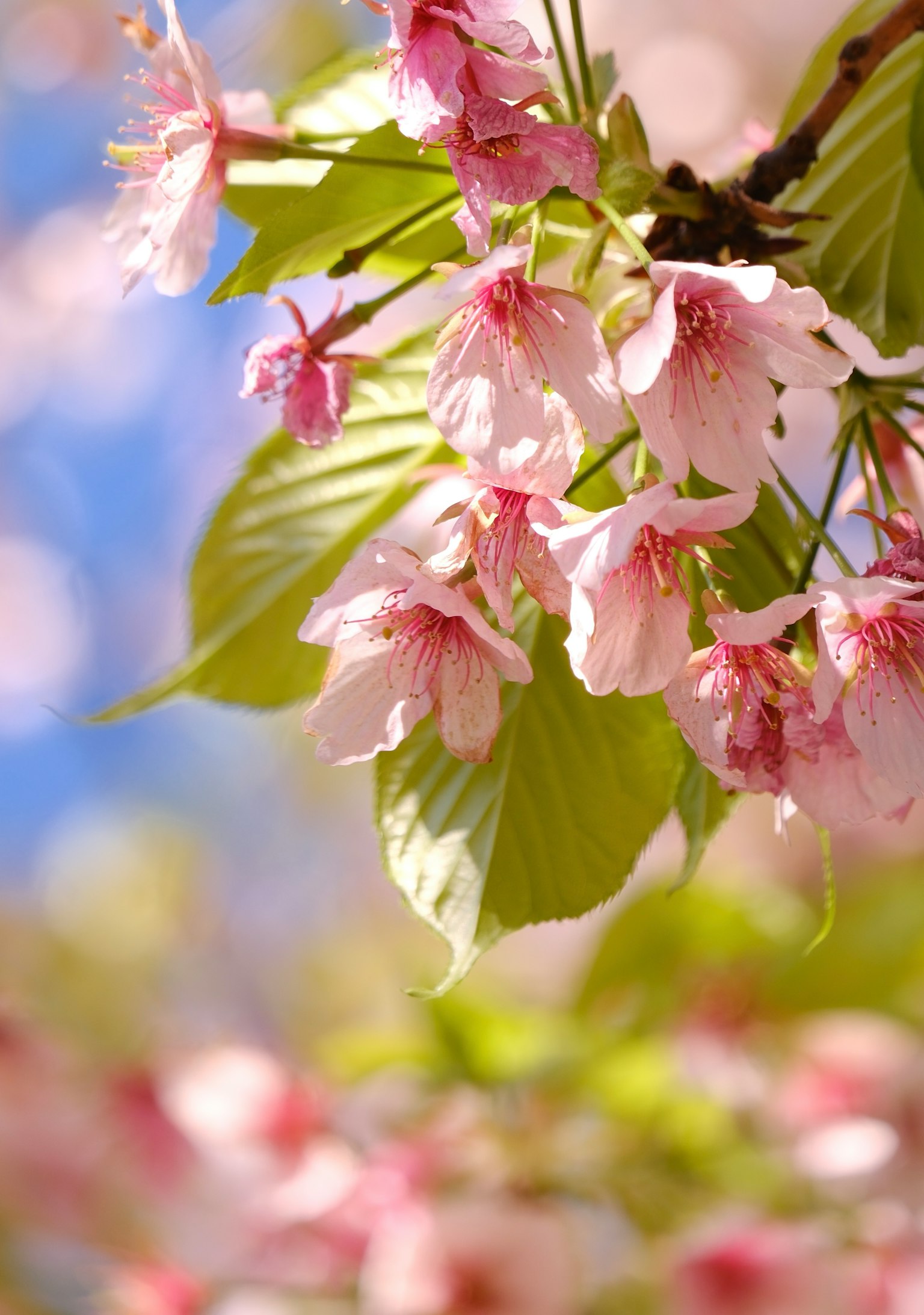 Zarte rosa Kirschblüten blühen unter einem blauen Himmel
