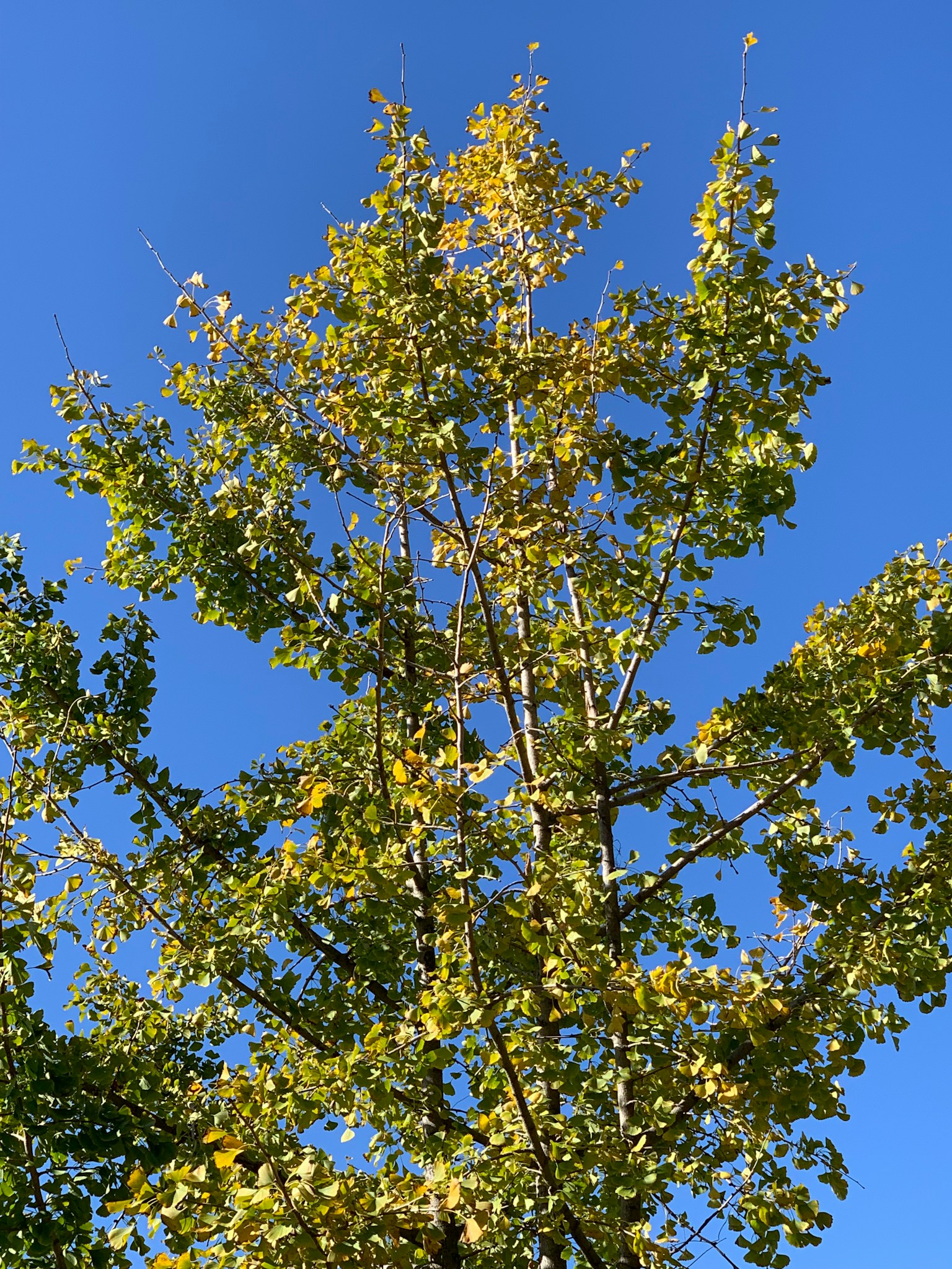 Obere Partie eines Baumes mit gelben Blättern vor blauem Himmel
