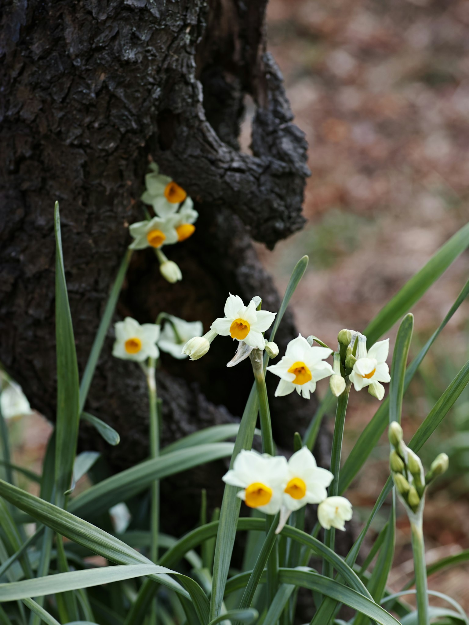 Narzissenblüten mit gelben Mittelpunkten blühen neben einem Baumstamm mit grünen Blättern