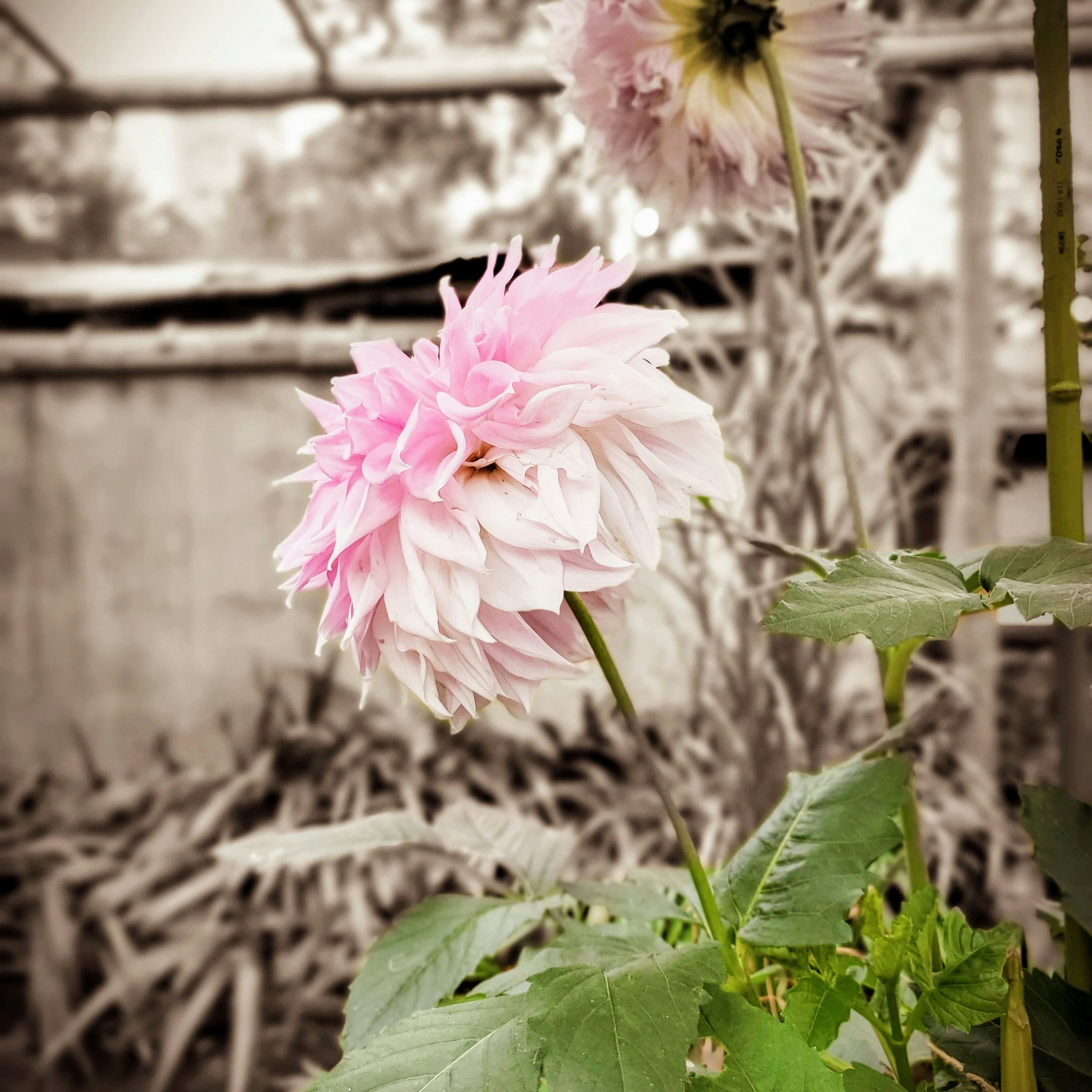 ダリアの花と葉のある庭先の影