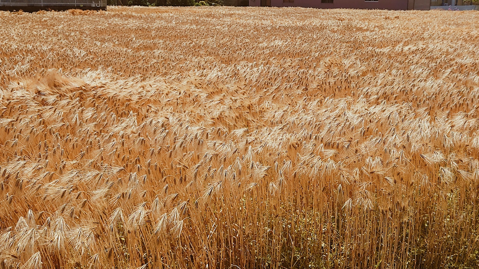 Weitläufiges Weizenfeld mit goldenen Ähren, die im Wind wehen