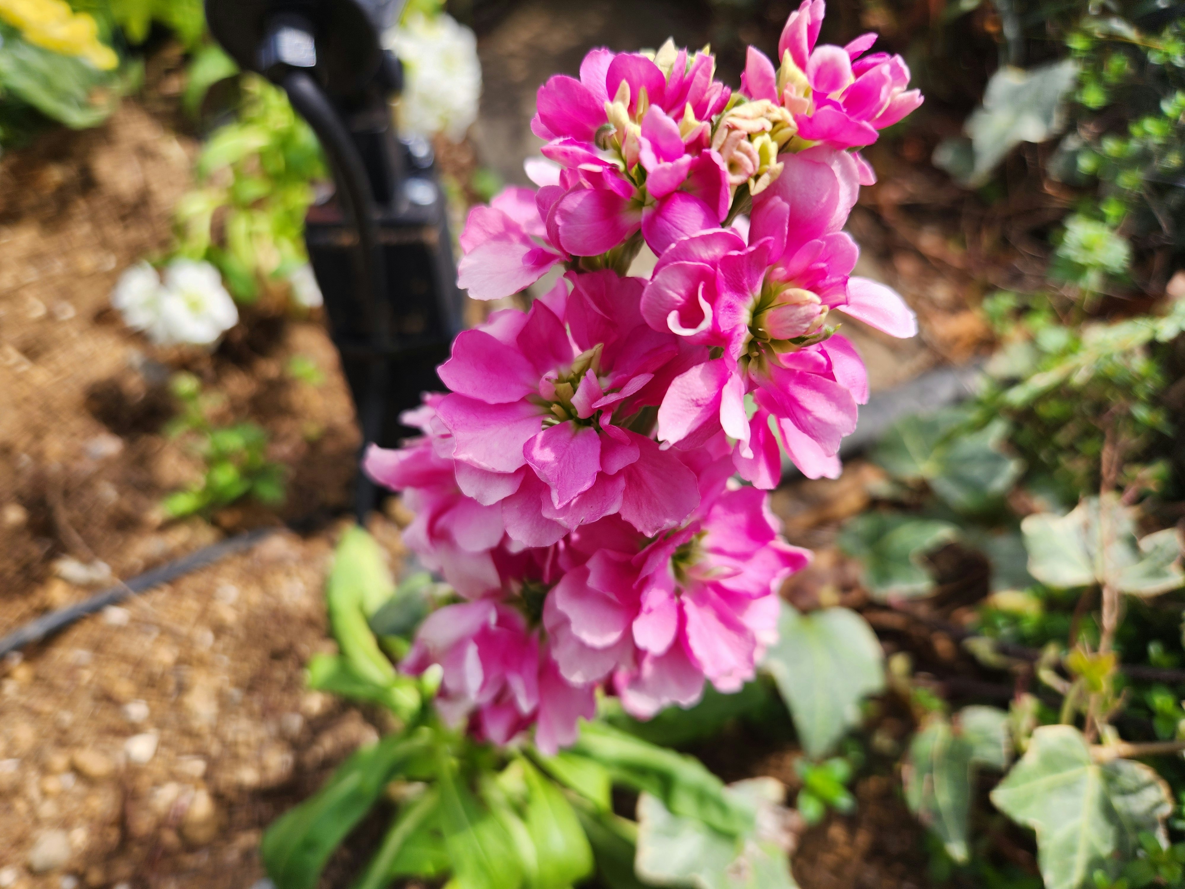 ピンク色の花壇の春の花