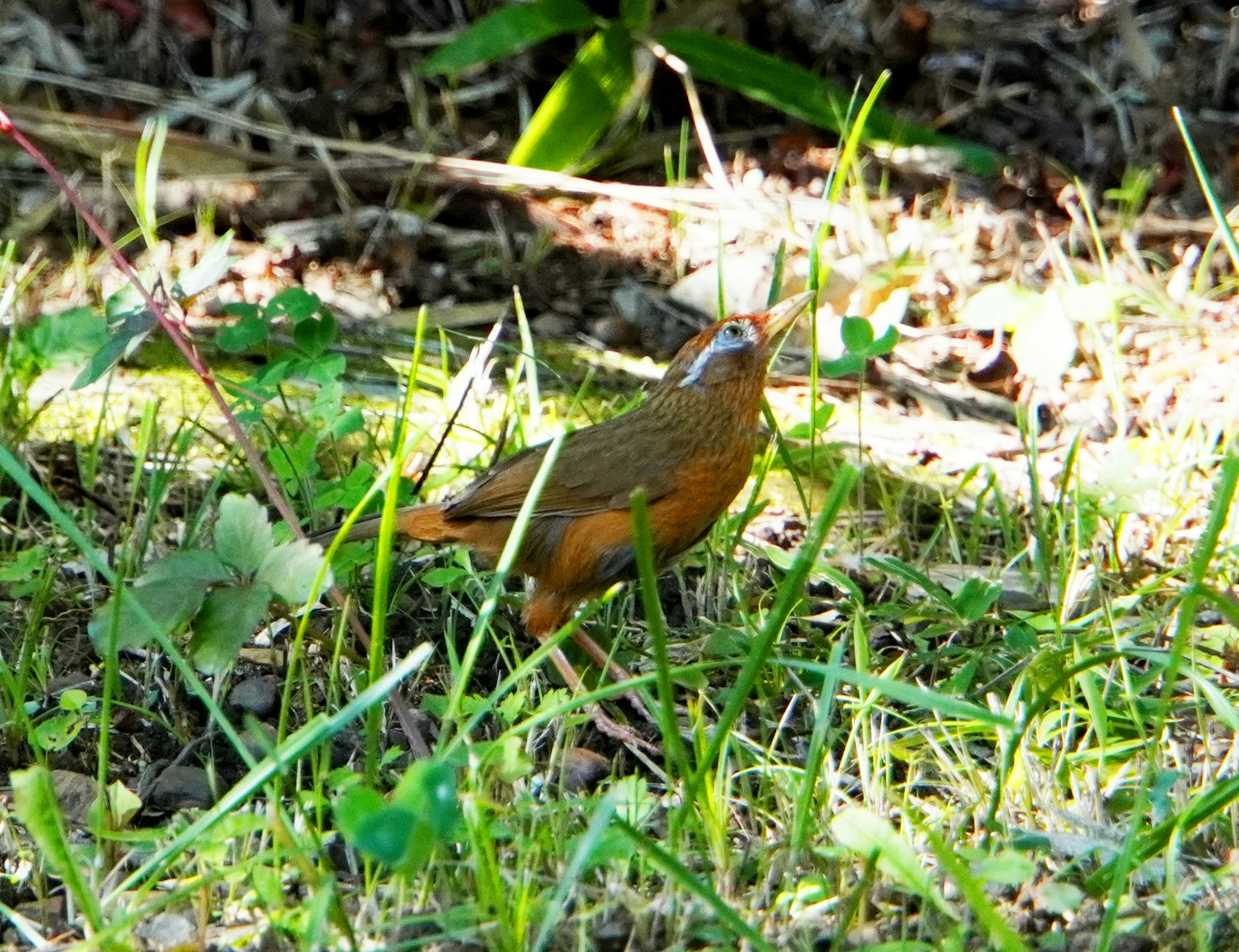 Seekor burung kecil berwarna oranye berdiri di rumput di antara tanaman hijau