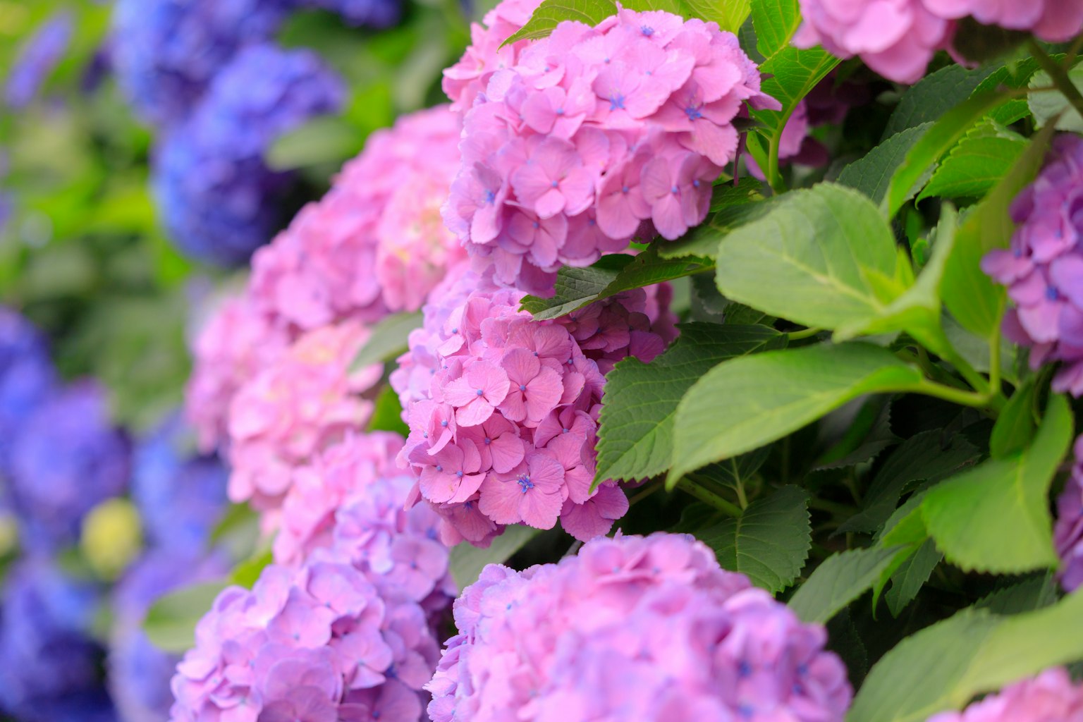 Hermosas flores de hortensia en tonos de púrpura y azul