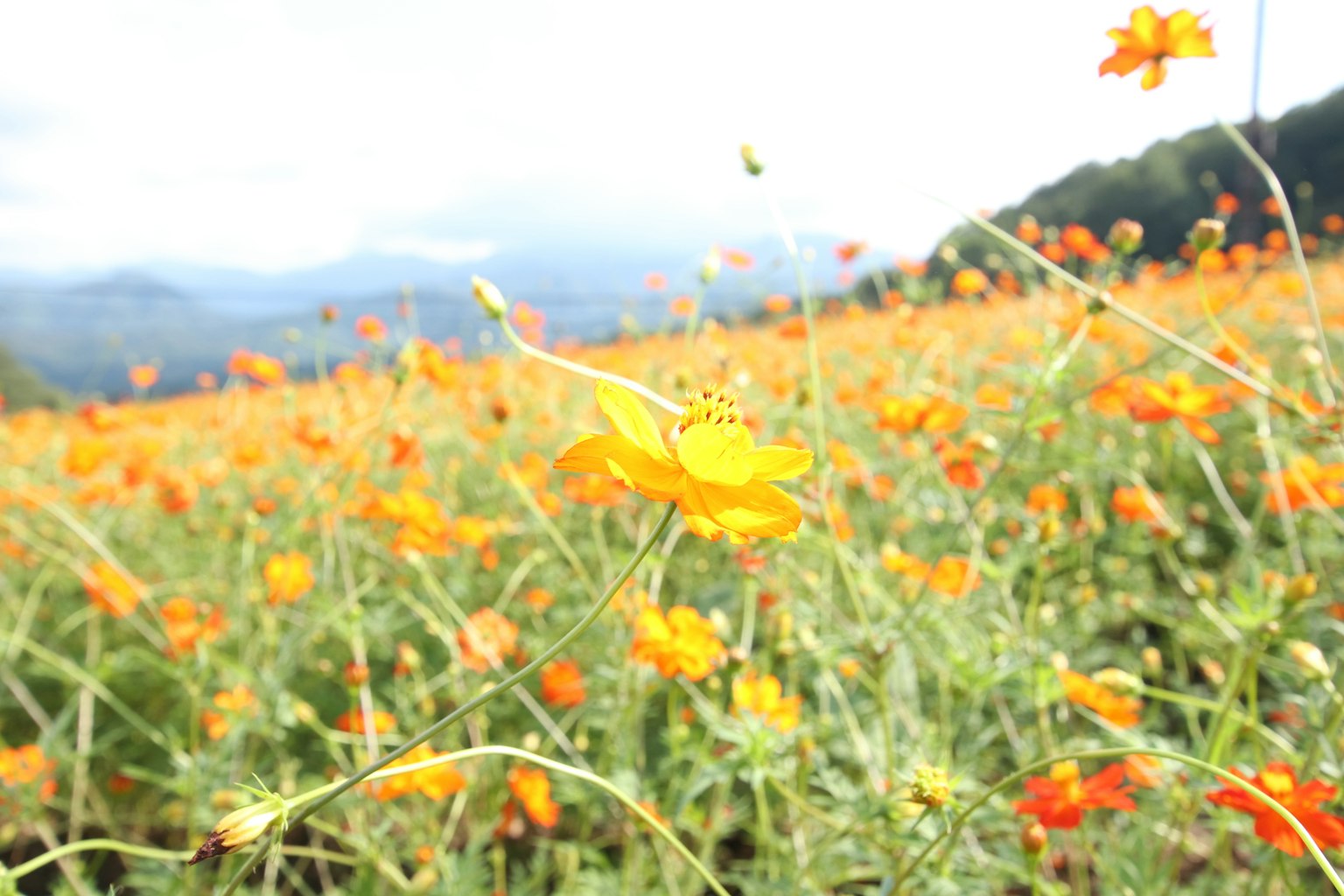 Un campo de flores silvestres naranjas con una flor amarilla en primer plano
