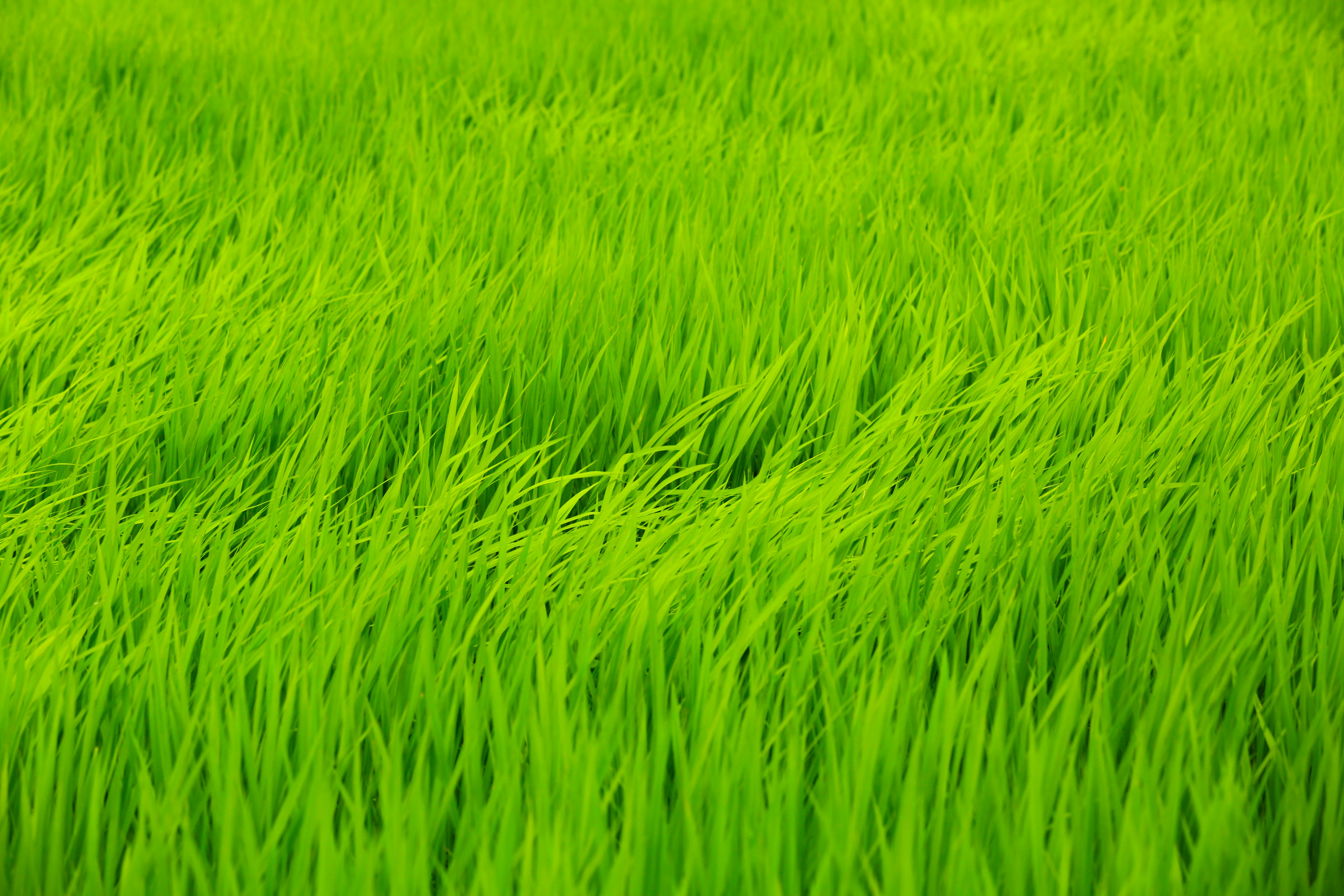 鮮やかな緑の稲穂が広がる田んぼの風景