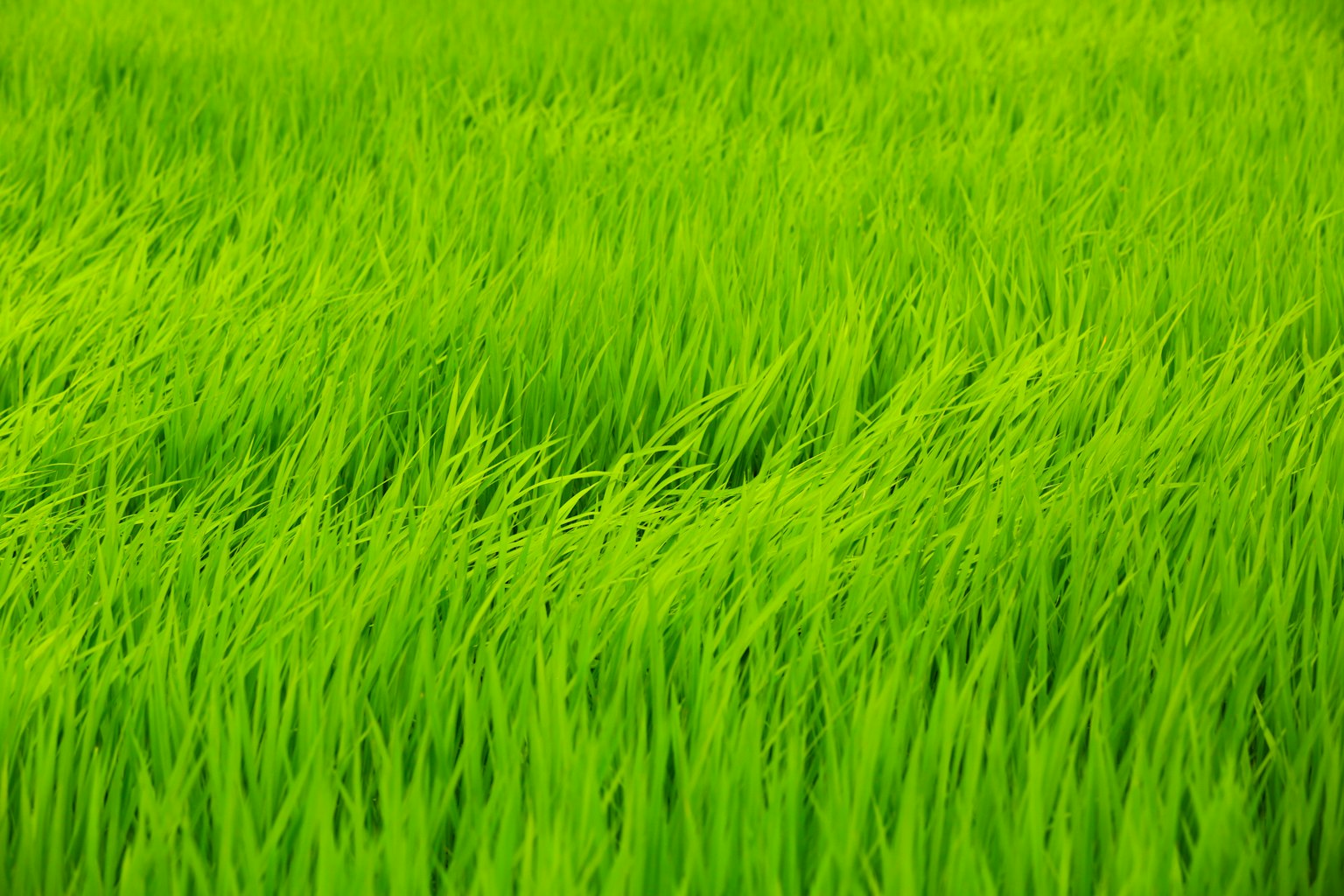 Kedekatan ladang padi dengan batang hijau yang bergoyang di angin