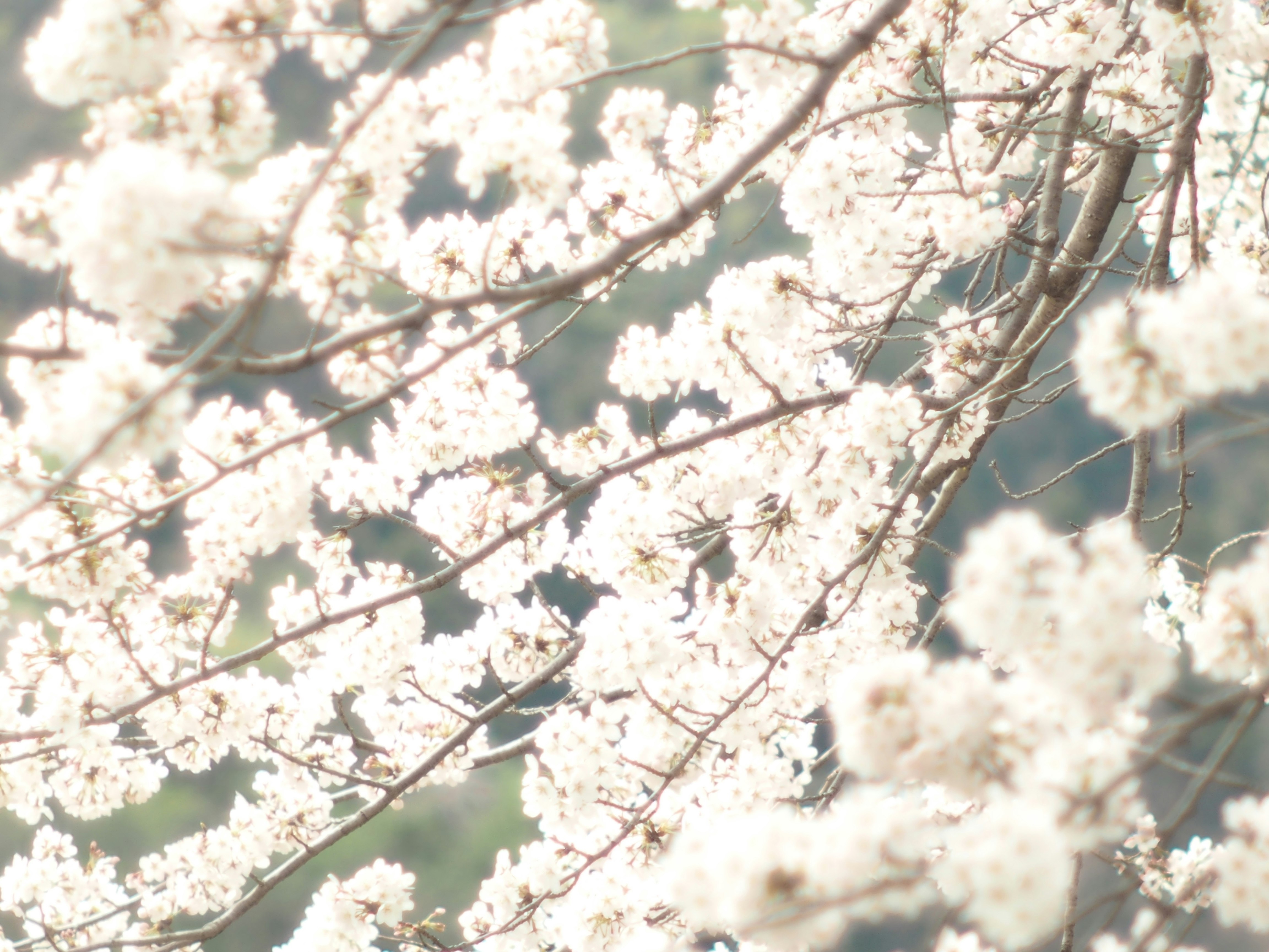 Cherry blossoms filling the branches in spring