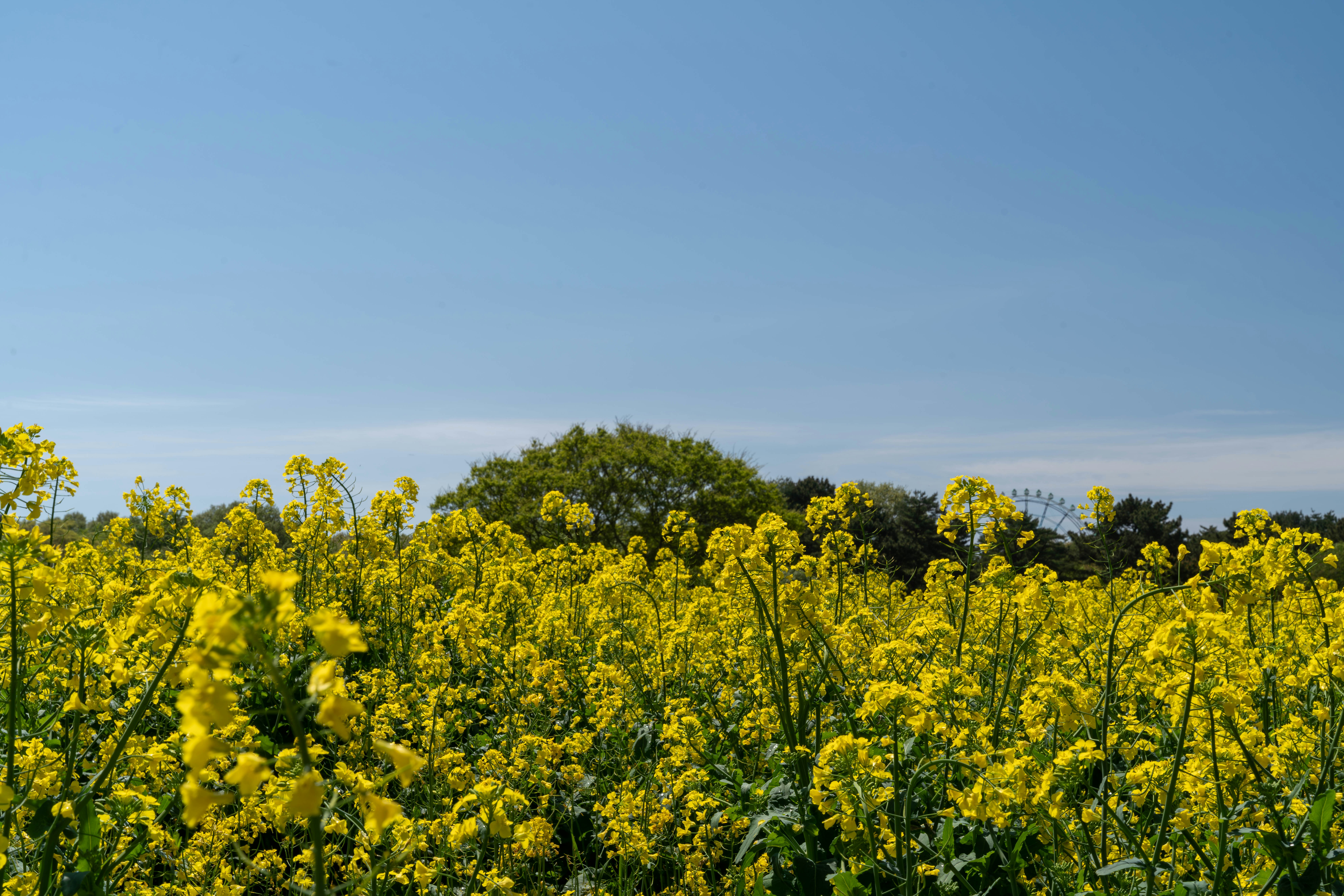 菜の花畑と青空の広がる風景