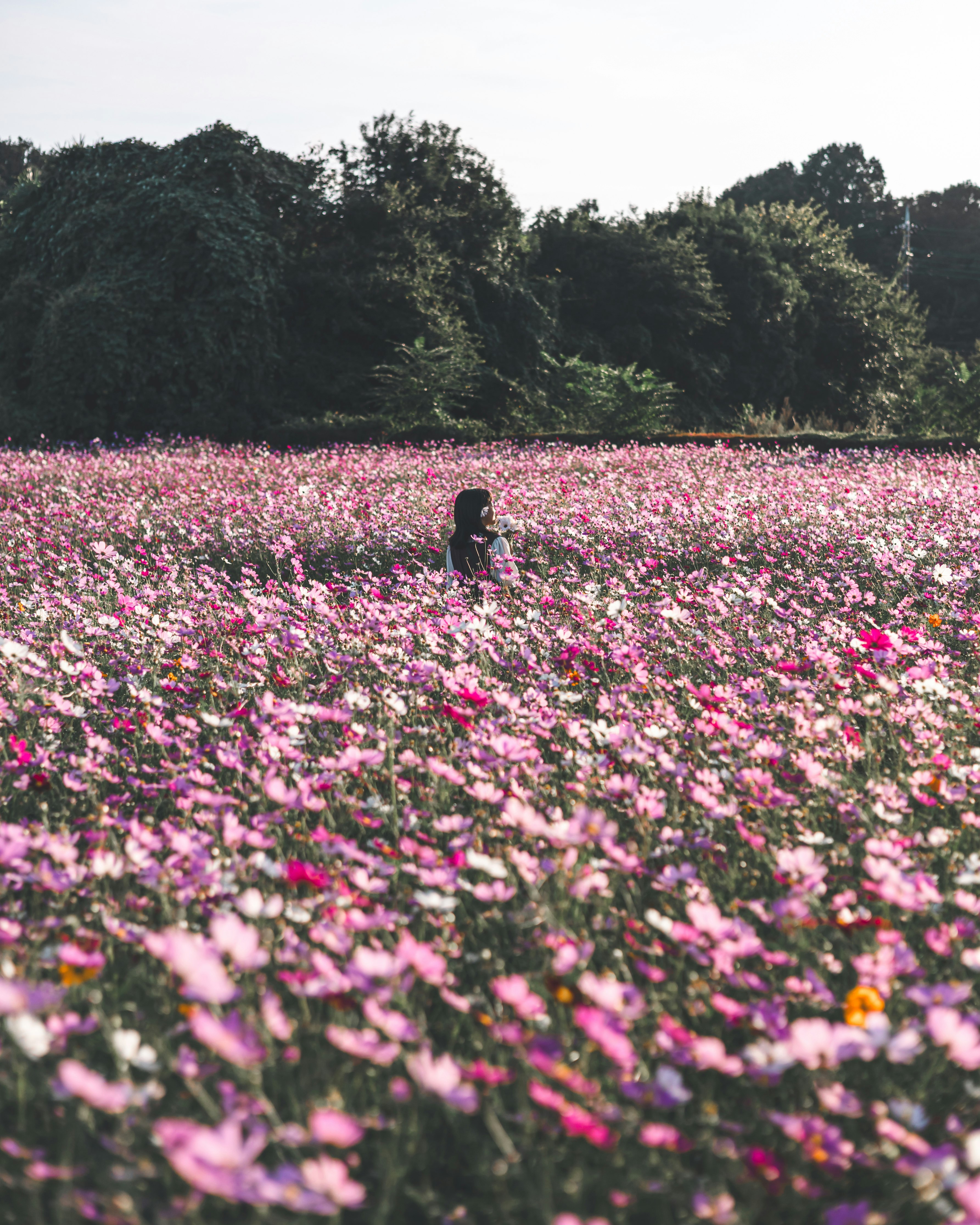 ピンクの花畑を歩く人と緑の森の背景