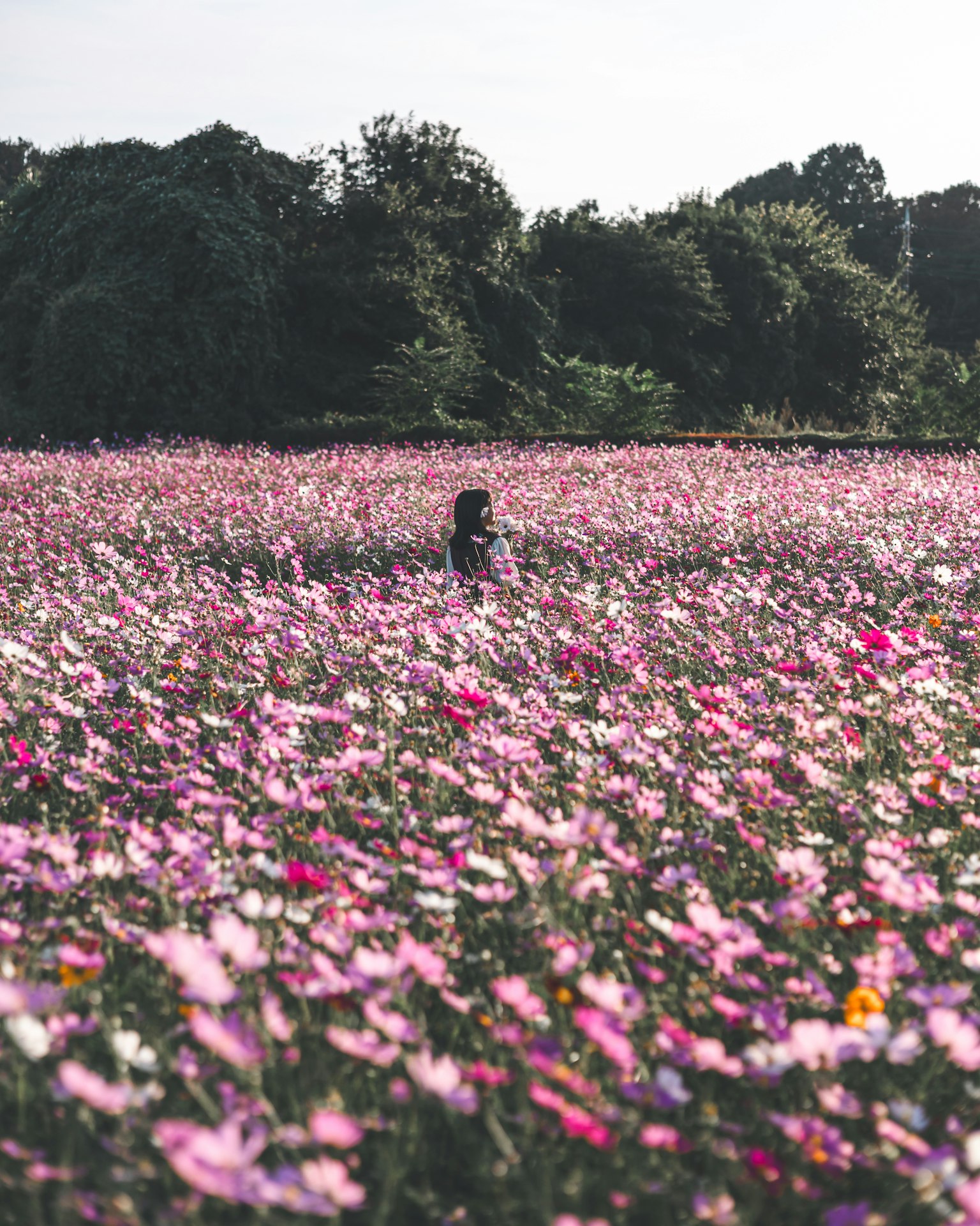 Una persona de pie en un extenso campo de flores cosmos coloridas