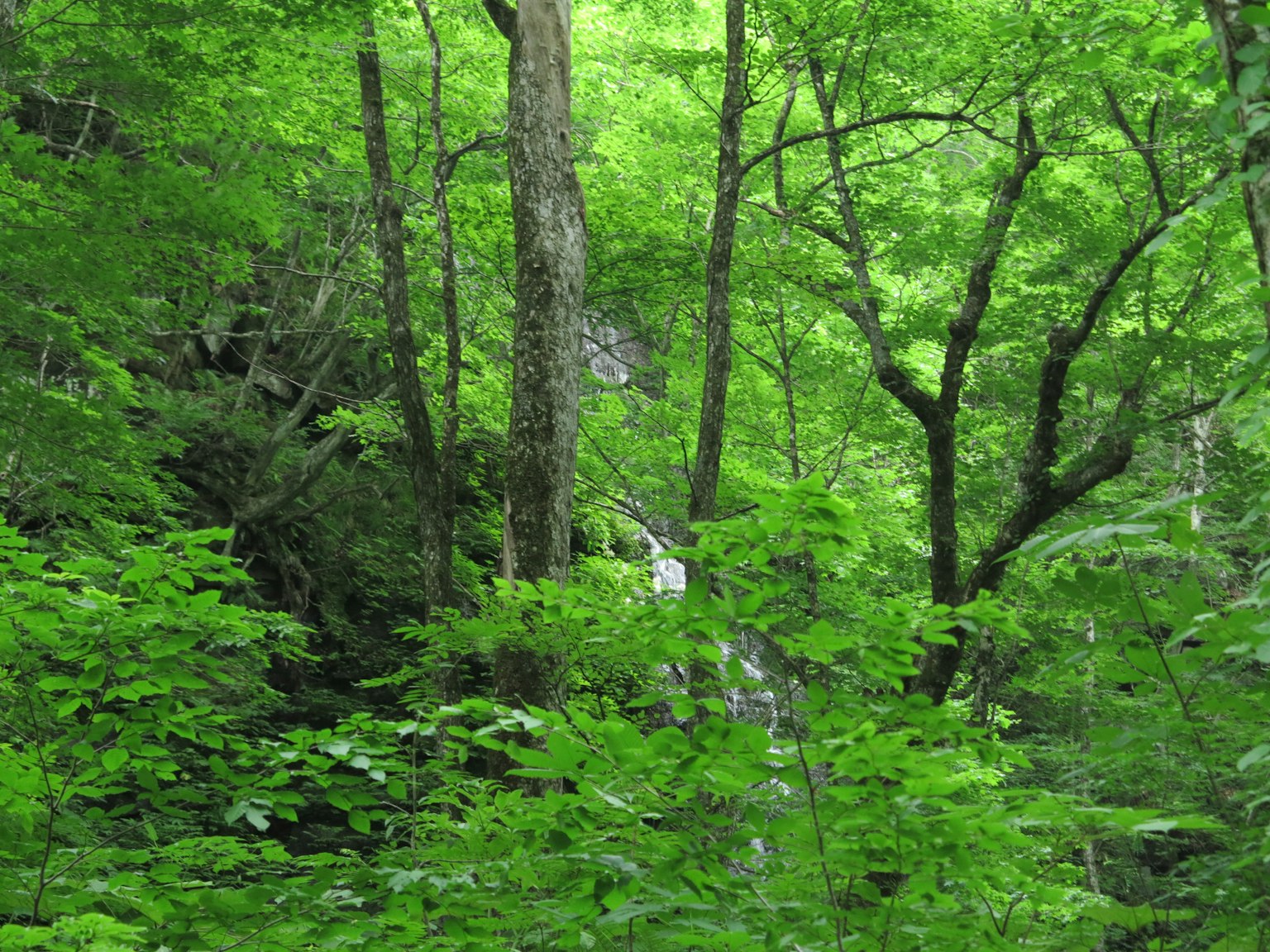 Scène de forêt verdoyante avec des arbres denses et un ruisseau coulant