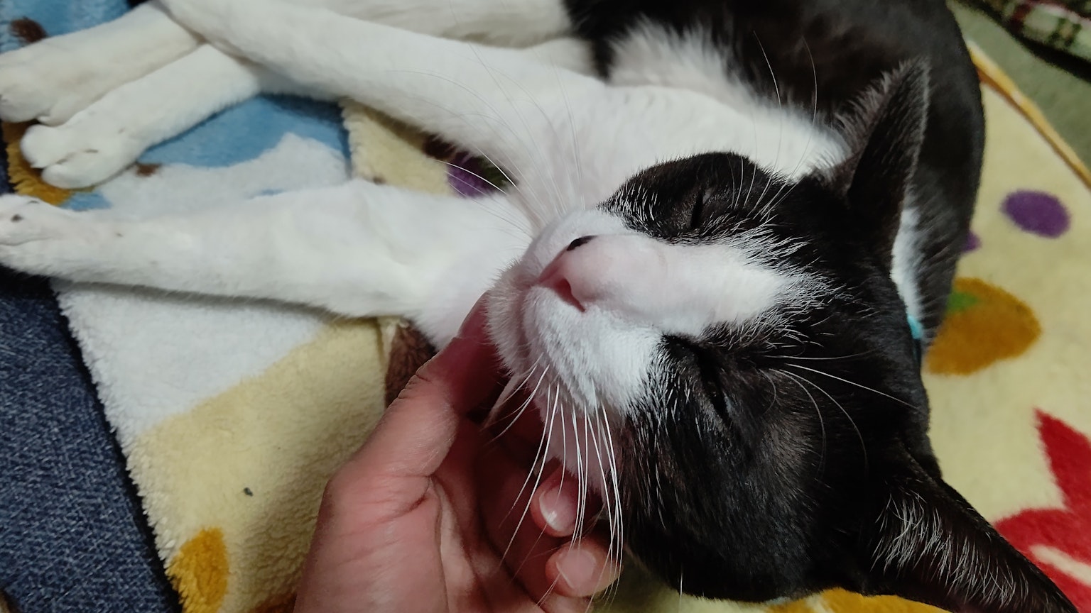 Un chat noir et blanc allongé se faisant doucement caresser