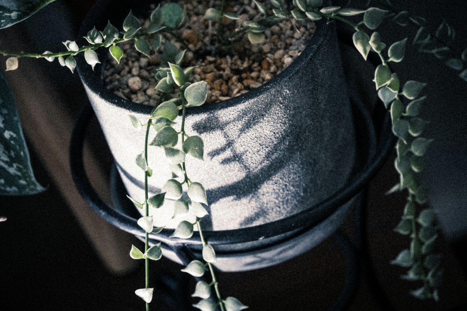 Sebuah adegan yang menampilkan tanaman pot dengan daun menjuntai dan bayangan yang jatuh pada pot yang bercorak