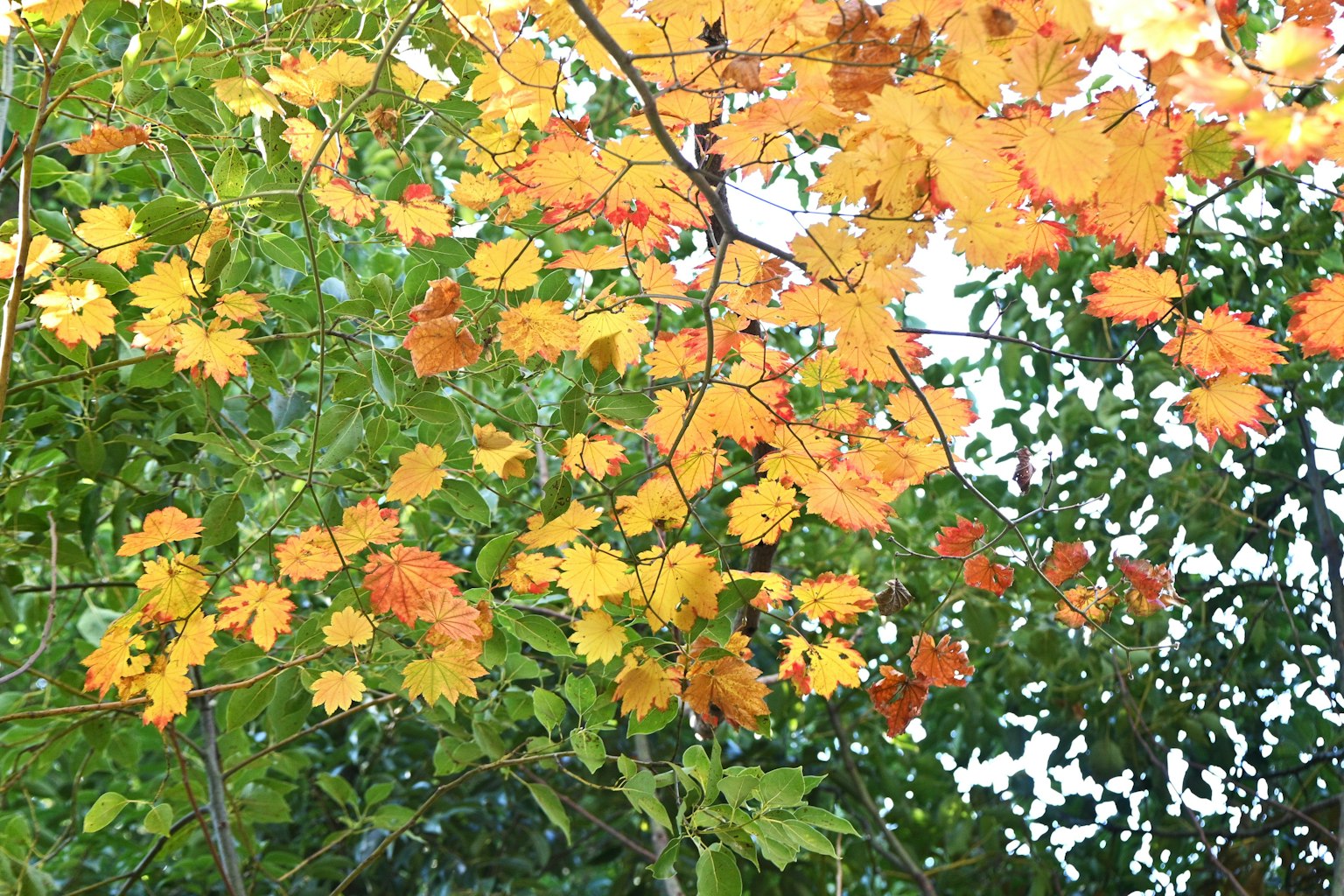 Äste von Bäumen mit lebhaften gelben und orangefarbenen Herbstblättern