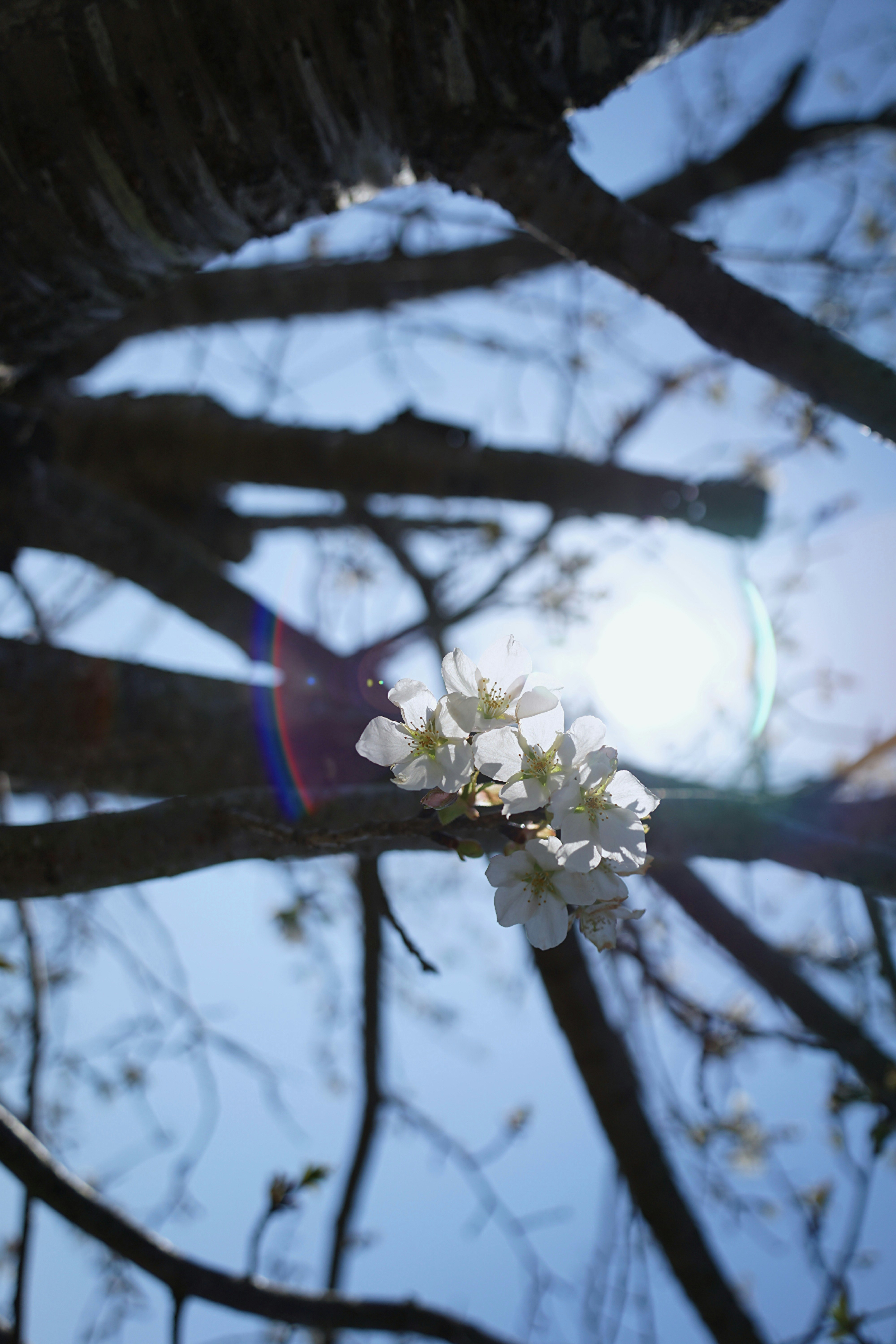 枝に咲くソメイヨシノの花