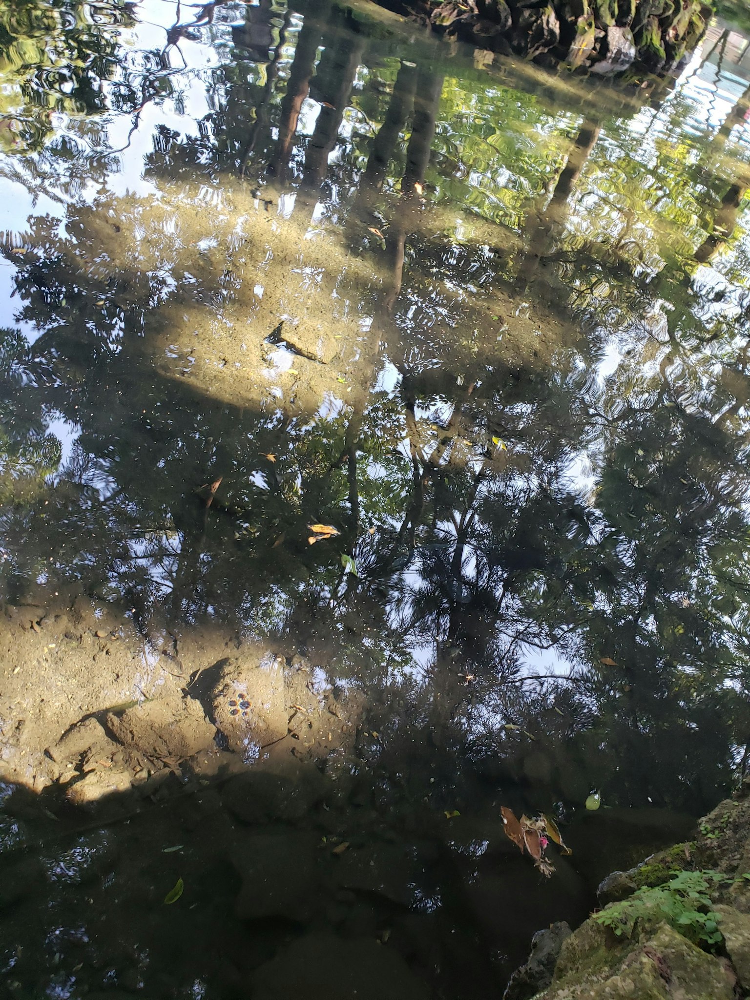 平静水面上树木的倒影和水生植物