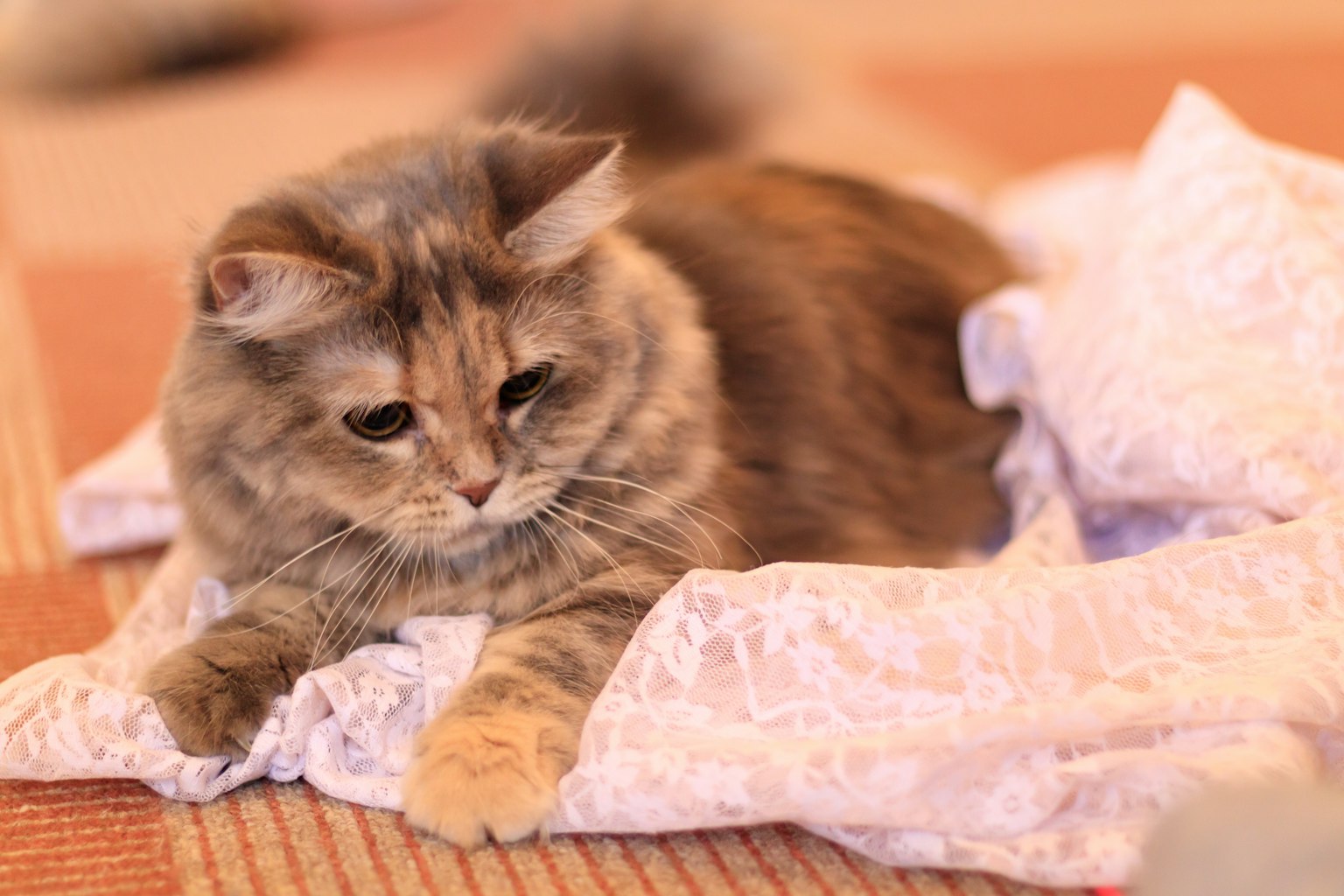 Gatto soffice sdraiato su un tessuto con un'espressione rilassata