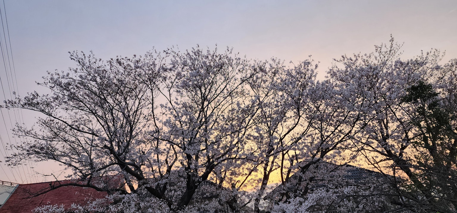 Árboles de cerezo en flor contra un cielo al atardecer
