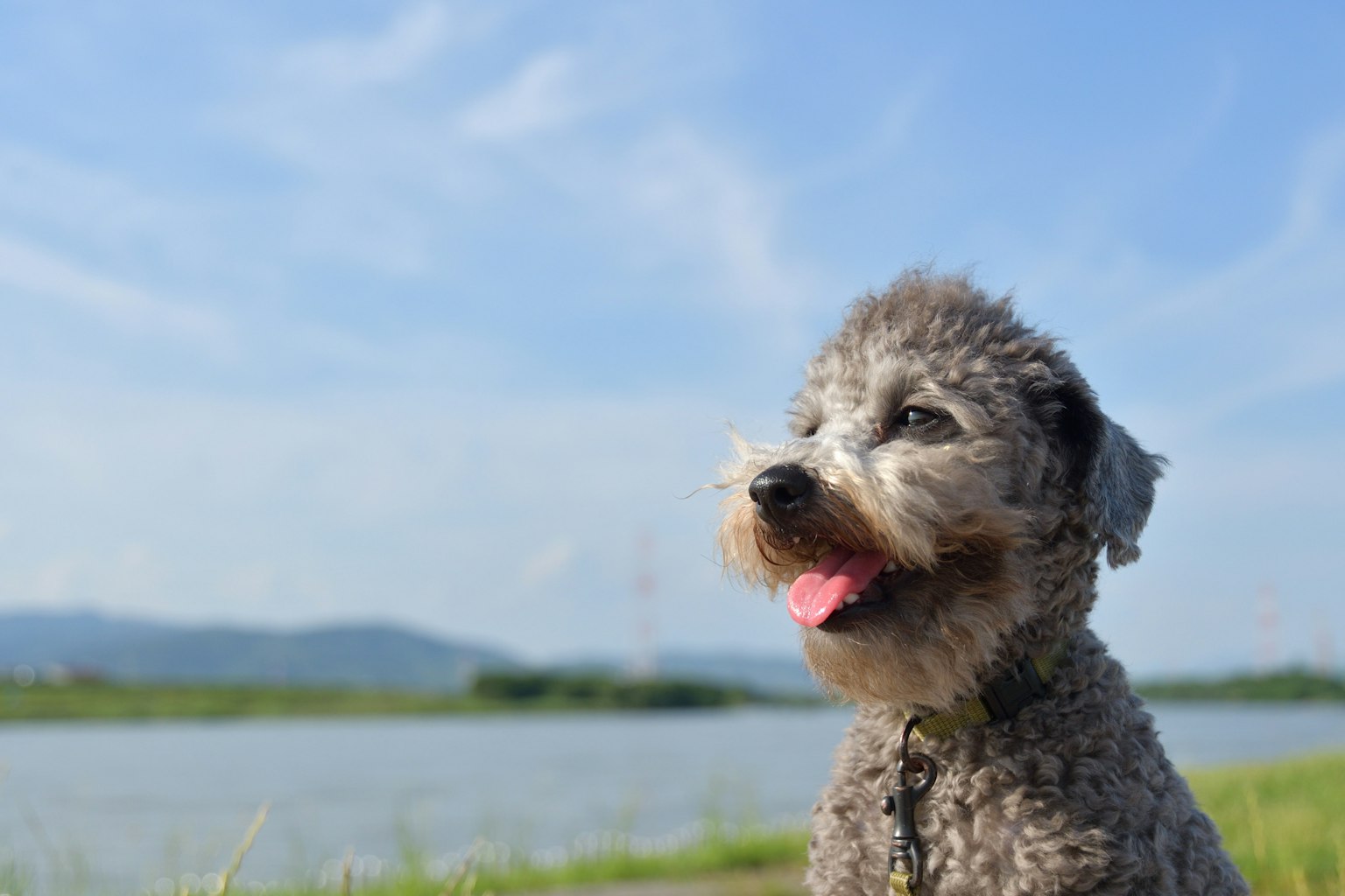 Profilo di un cane che guarda il cielo vicino a un'acqua calma