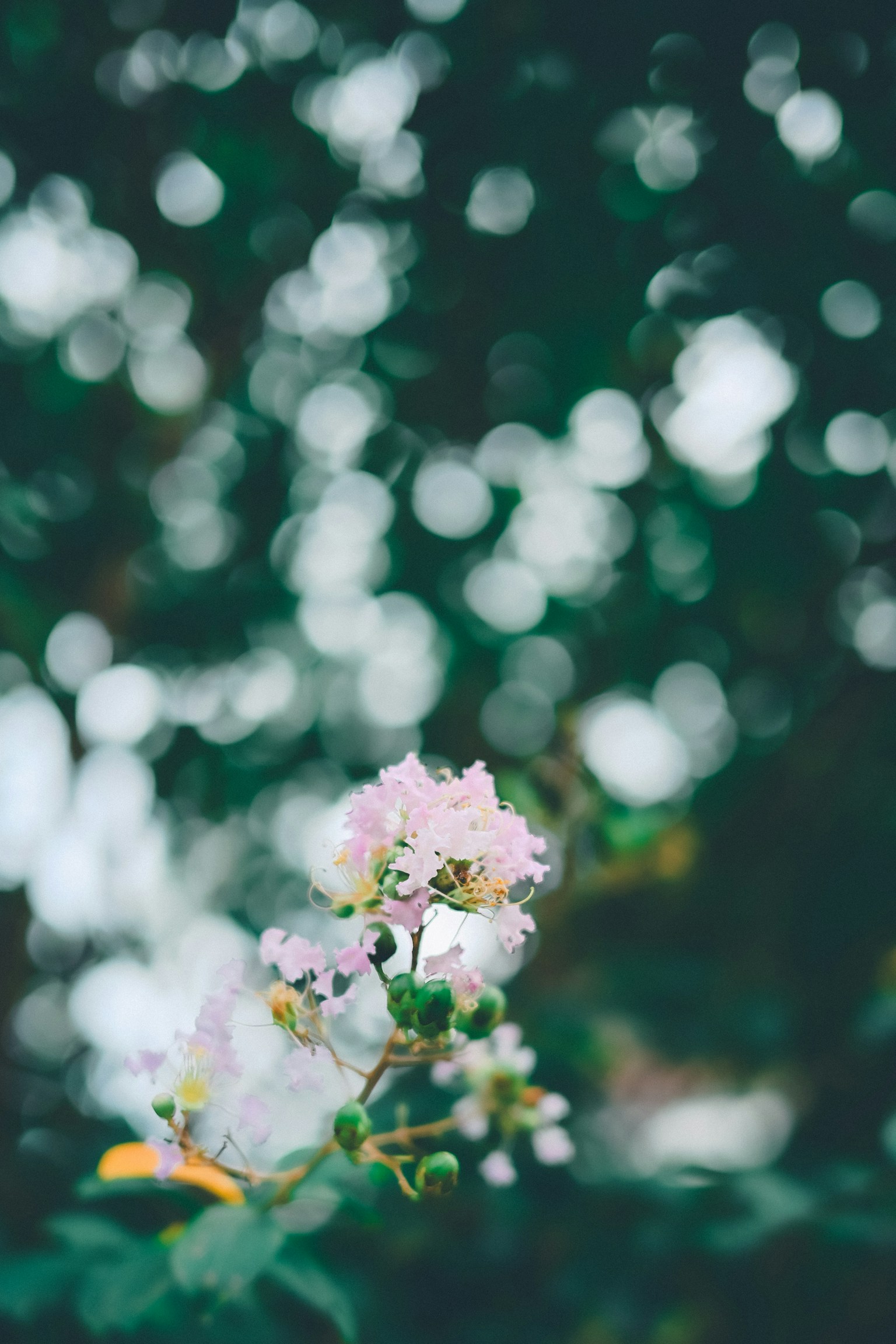 Zarte rosa Blumen vor einem verschwommenen grünen Hintergrund