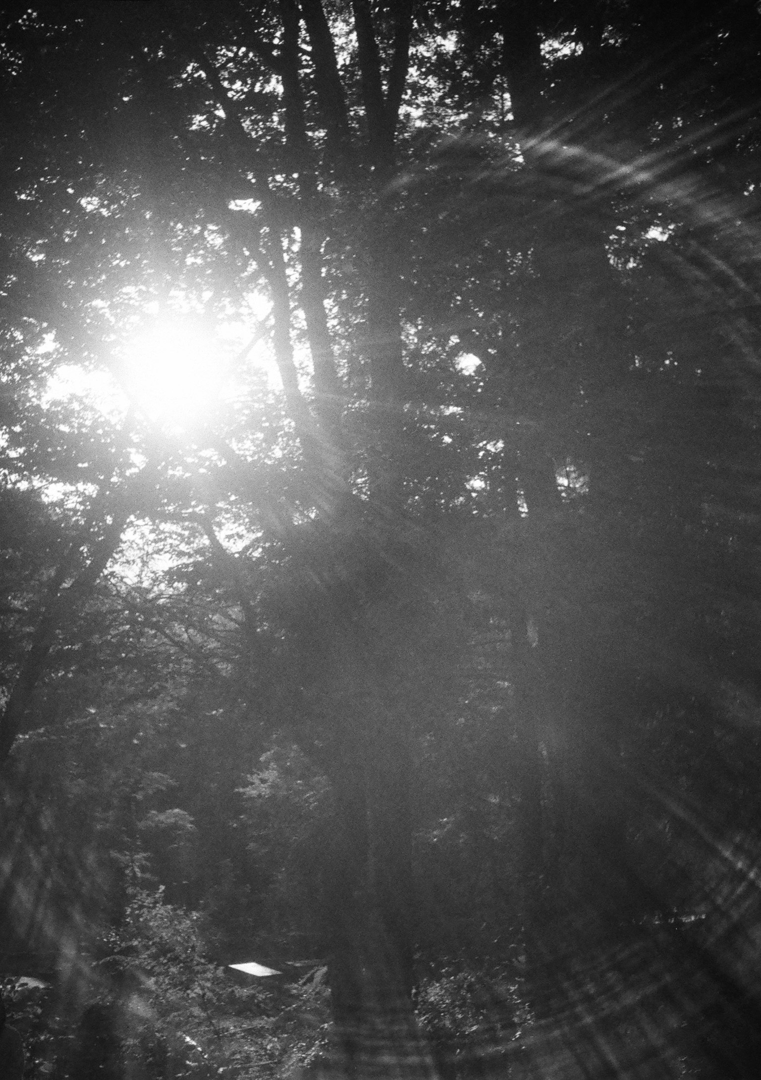 Sunlight filtering through trees in a black and white forest setting