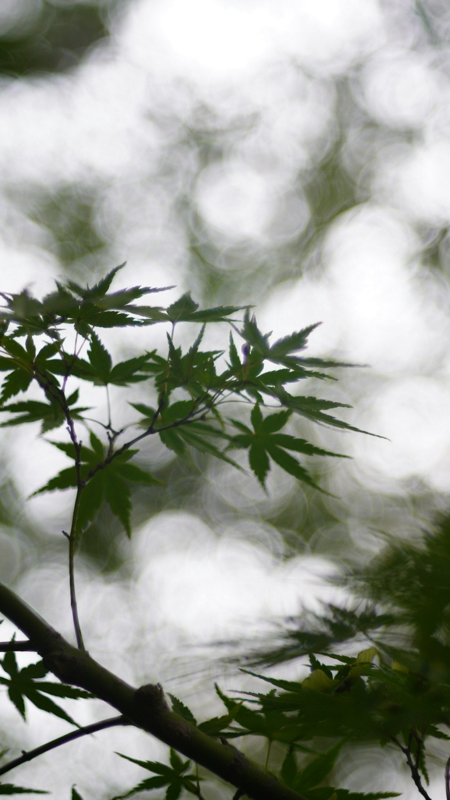 Hojas verdes y ramas con un fondo ligero borroso