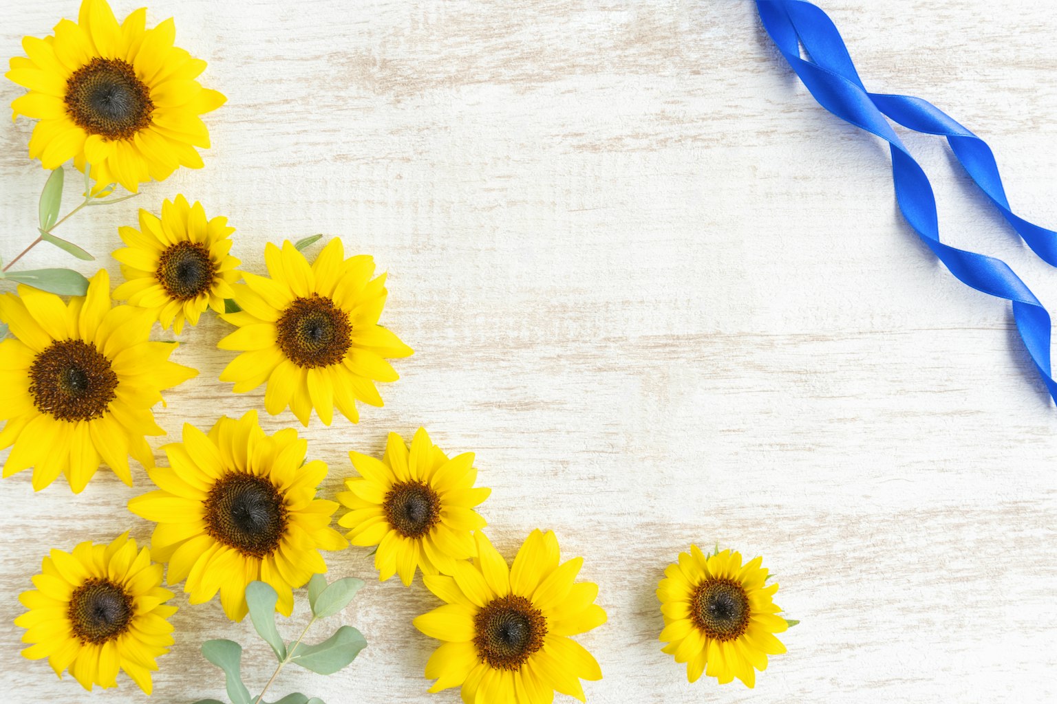 Gambar indah dengan bunga matahari dan pita biru
