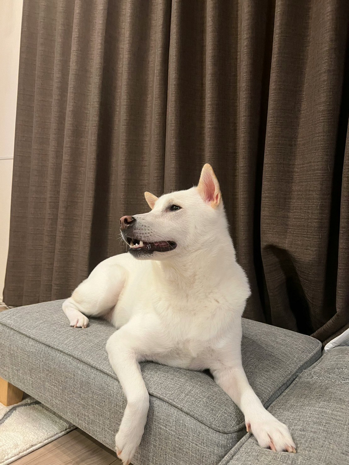 カーテンの前でくつろぐ白い犬